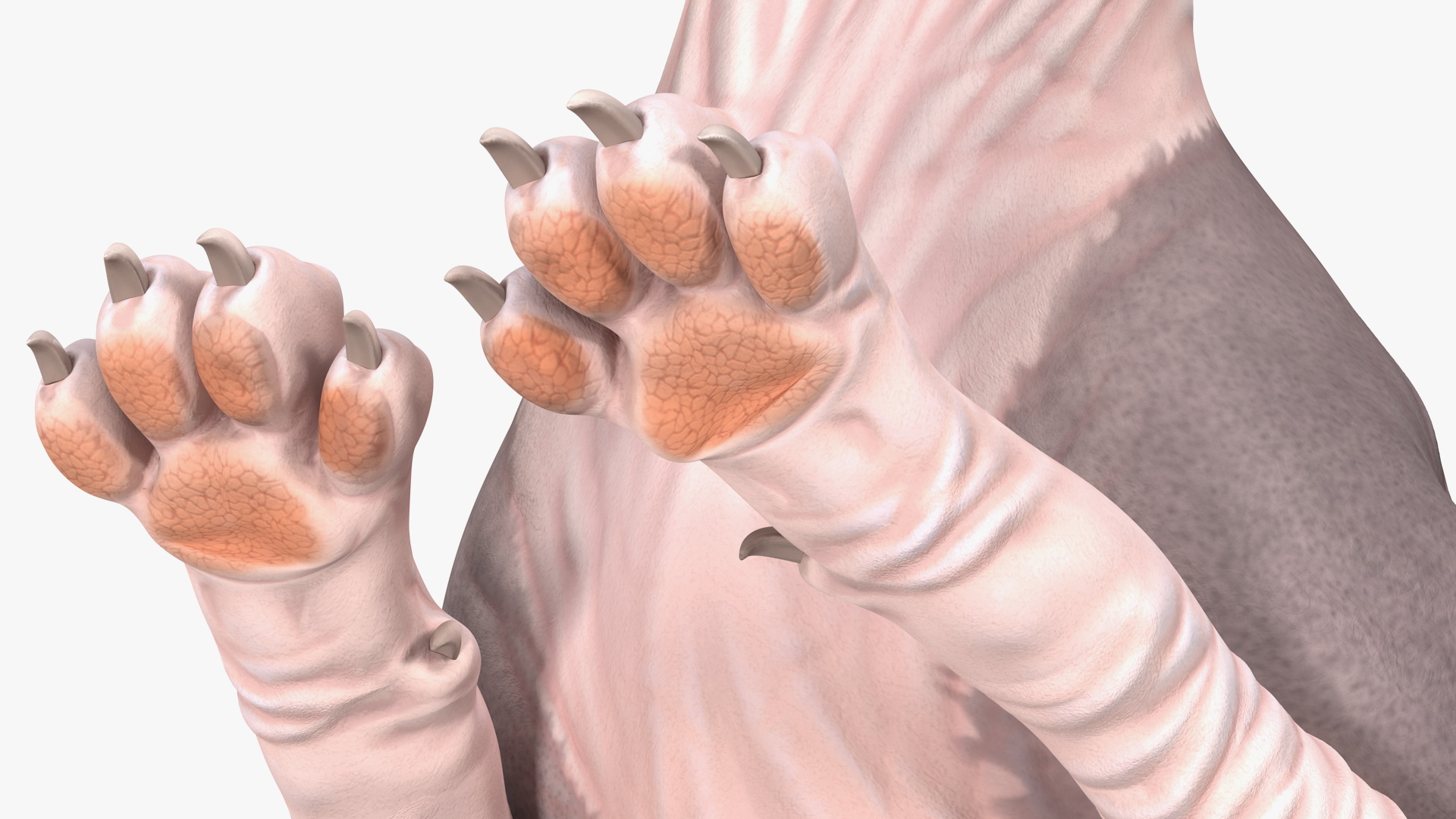 Bicolor Sphynx Cat Lying Pose 3D model