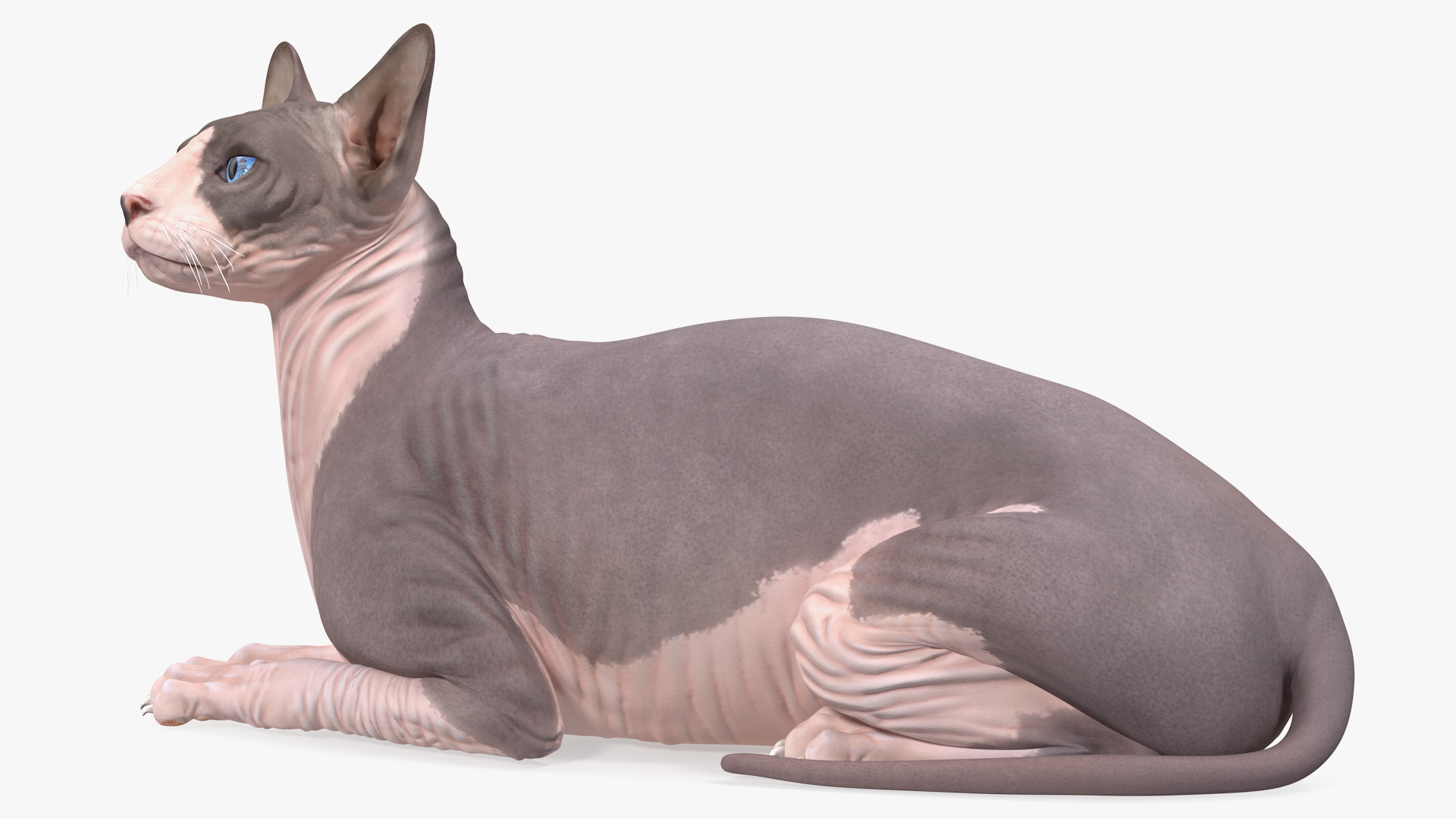 Bicolor Sphynx Cat Lying Pose 3D model
