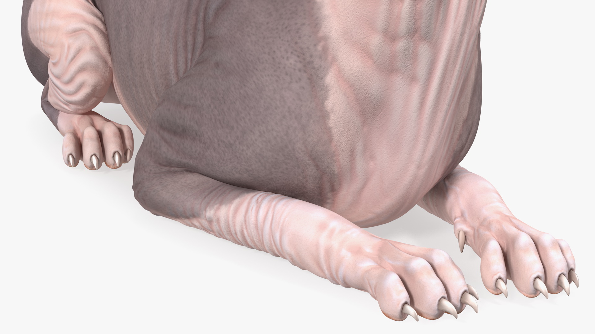 Bicolor Sphynx Cat Lying Pose 3D model