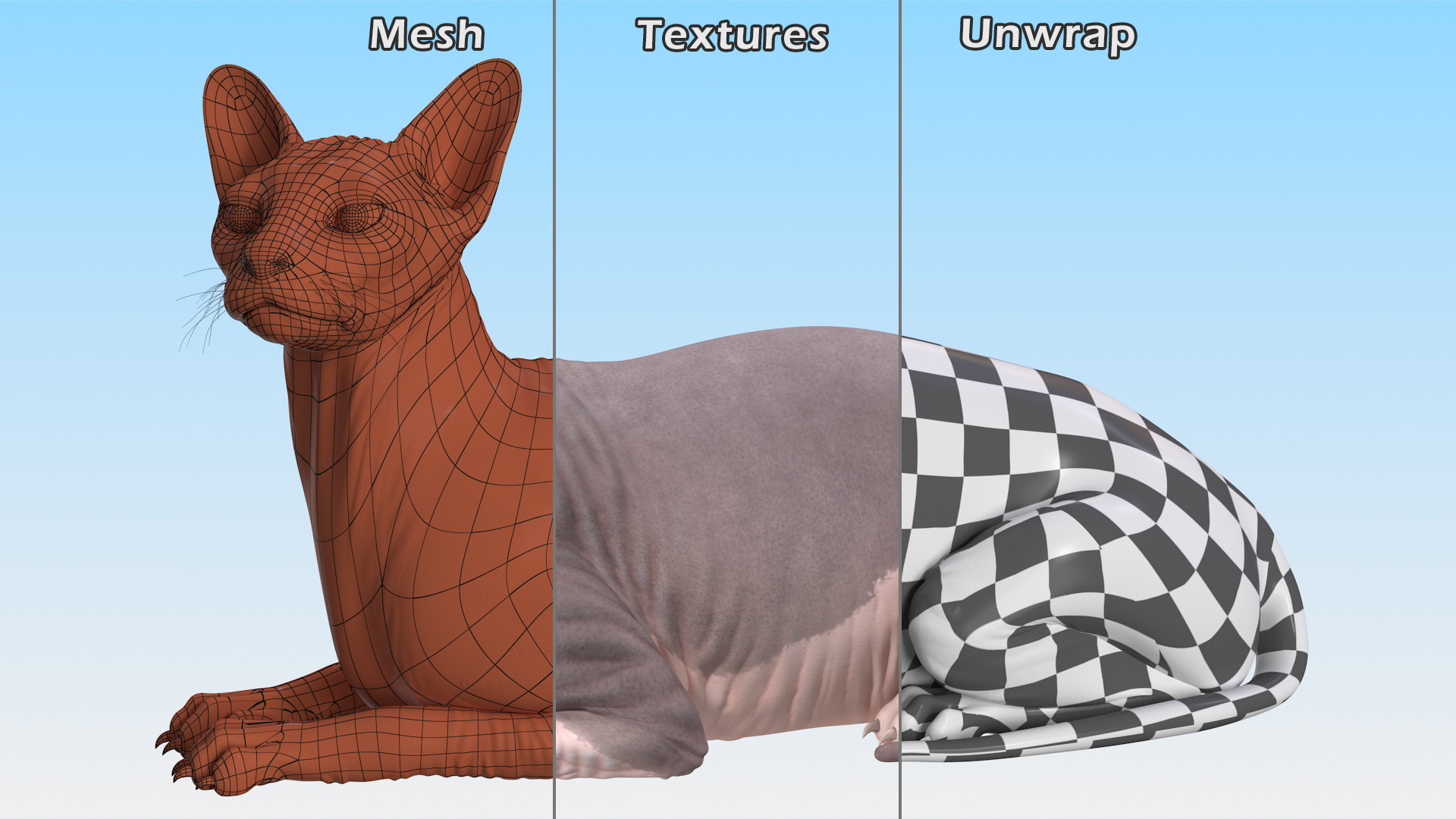 Bicolor Sphynx Cat Lying Pose 3D model