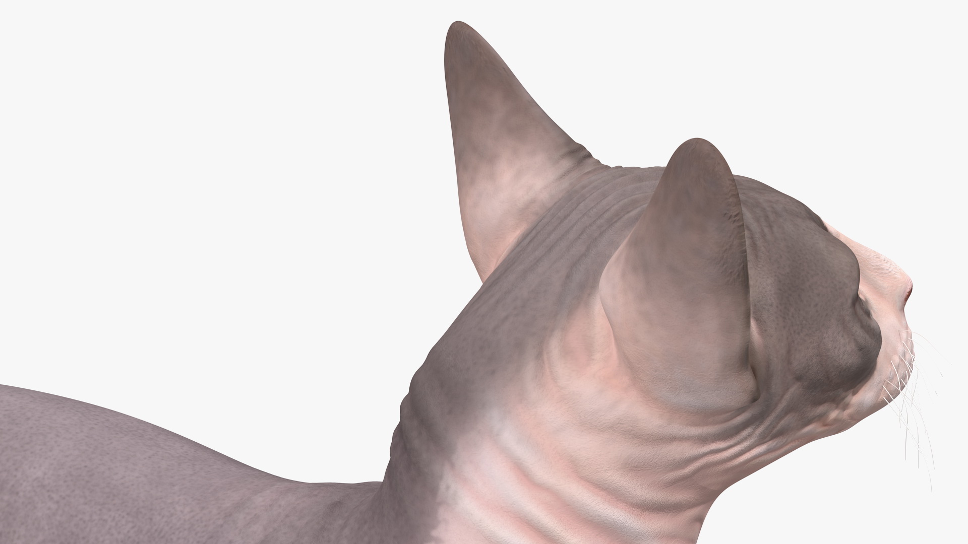 Bicolor Sphynx Cat Lying Pose 3D model