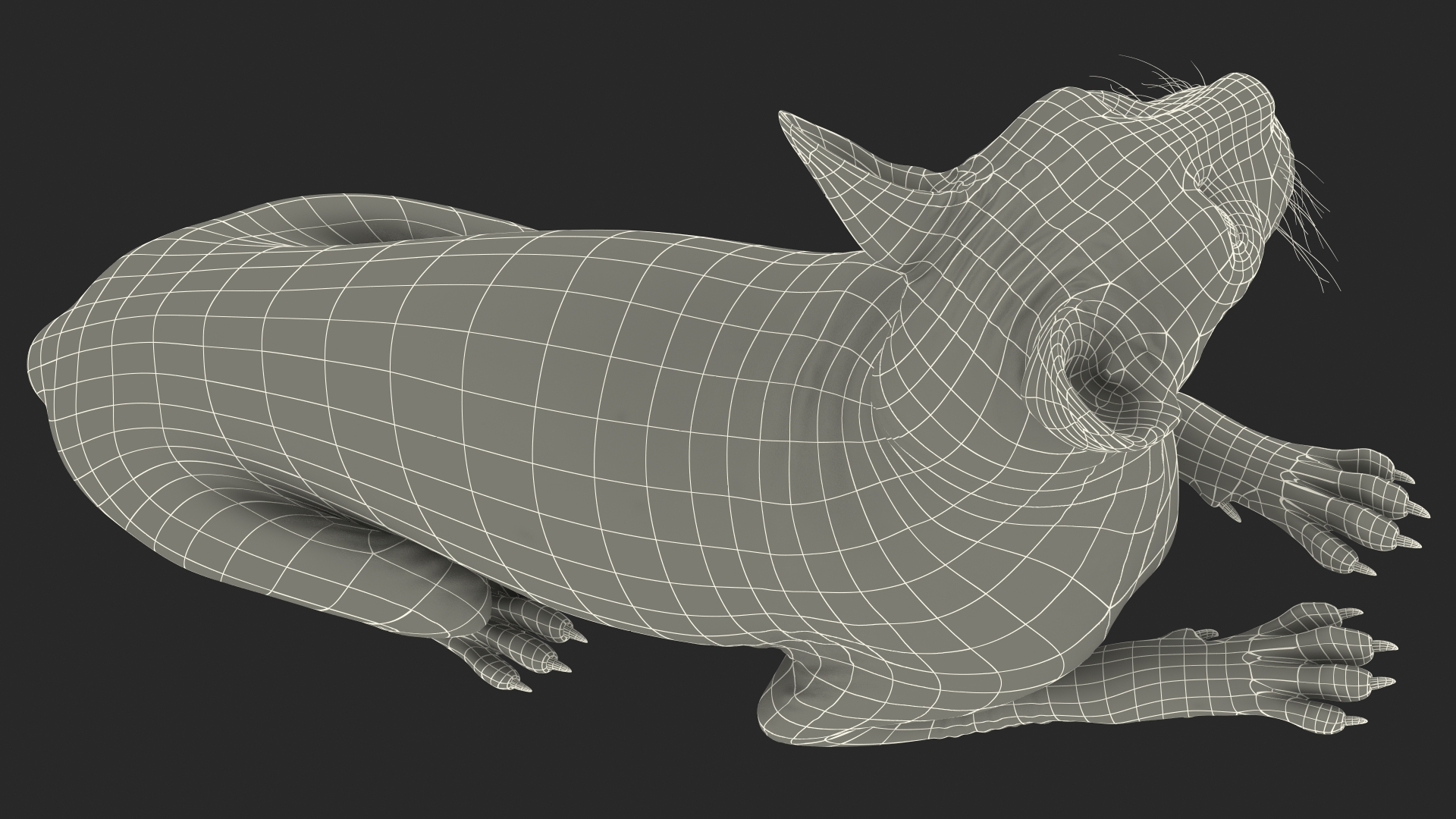 Bicolor Sphynx Cat Lying Pose 3D model