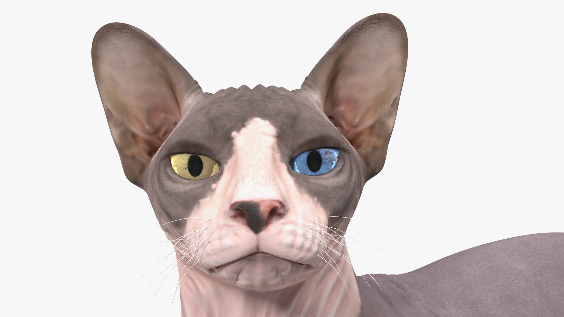 Bicolor Sphynx Cat Lying Pose 3D model