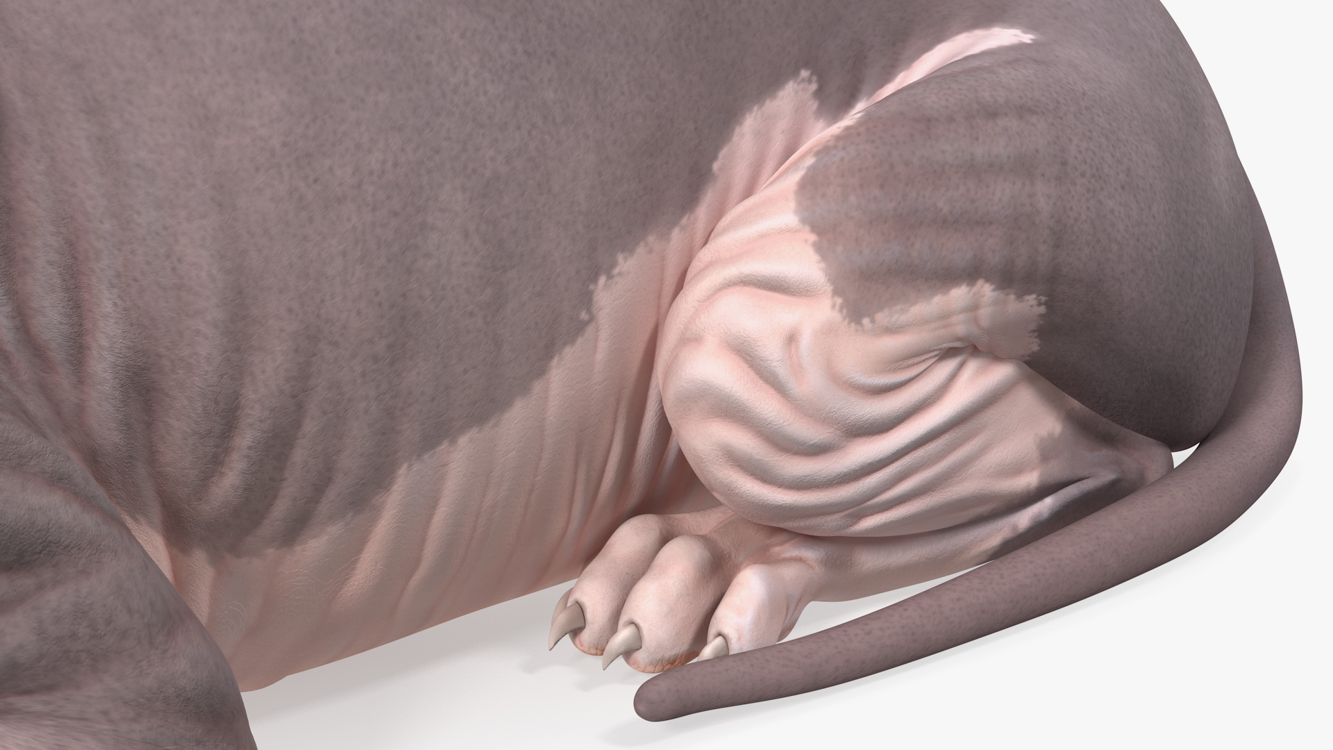 Bicolor Sphynx Cat Lying Pose 3D model