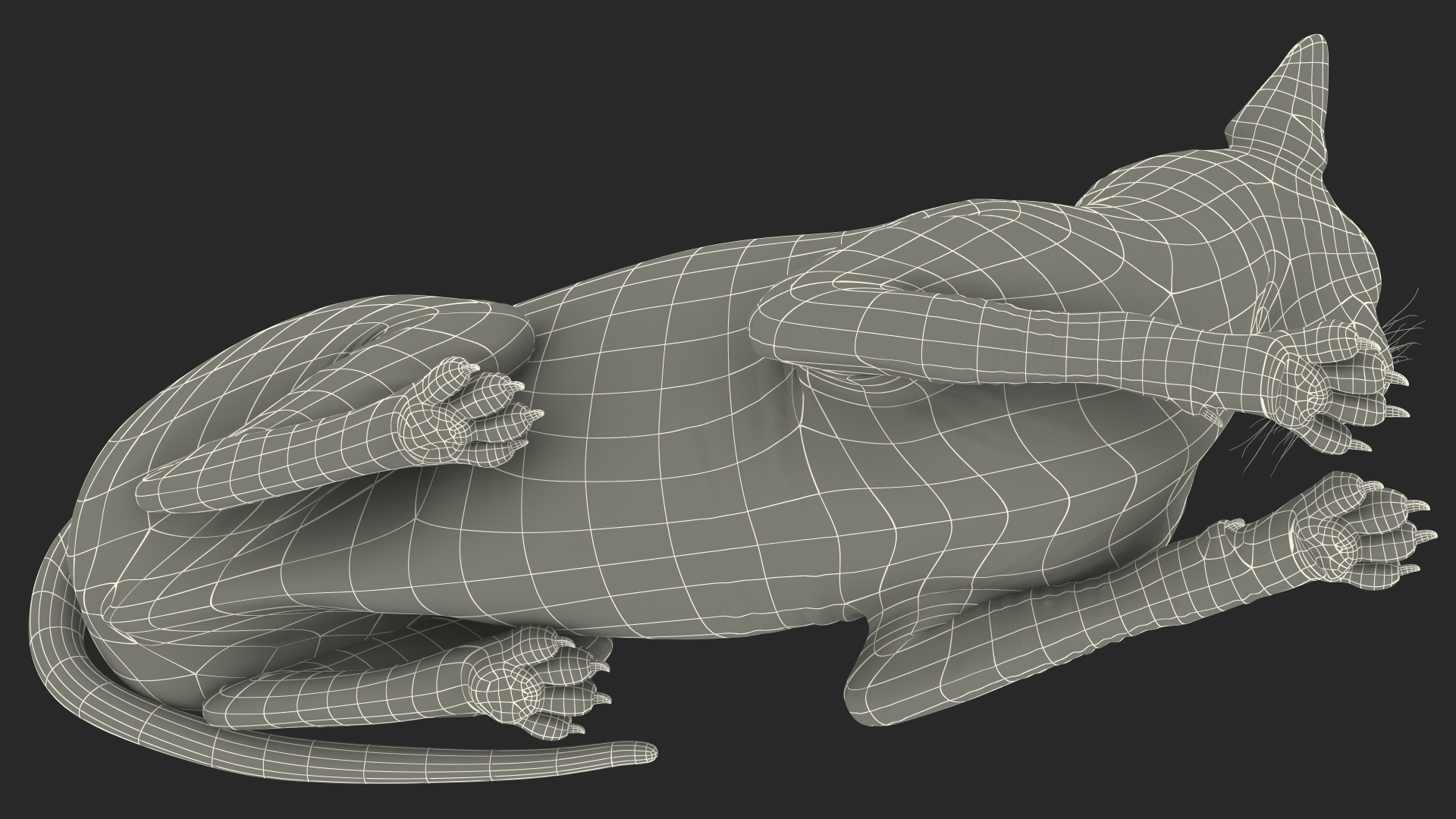 Bicolor Sphynx Cat Lying Pose 3D model