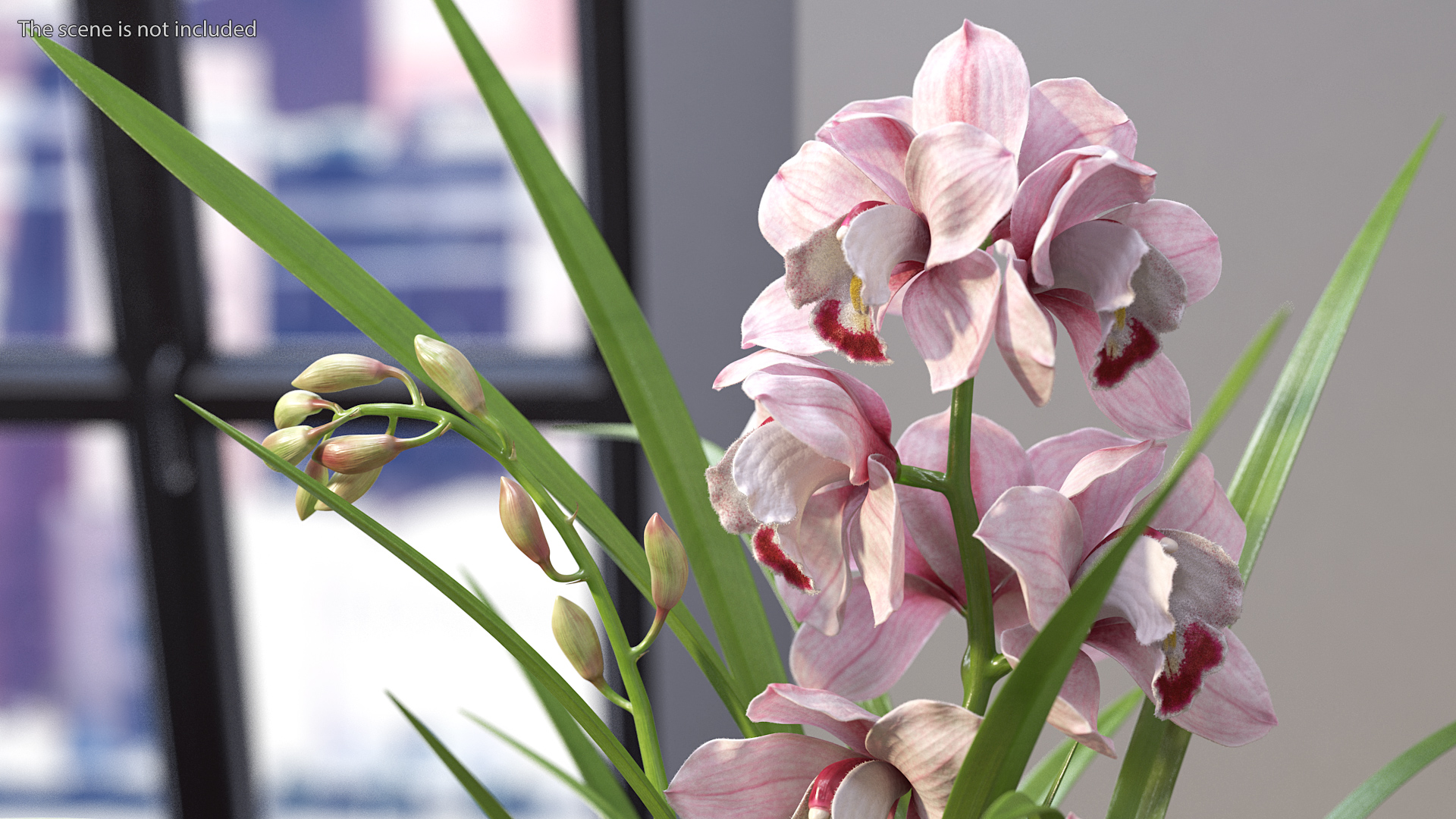3D Orchid Pot Flower Pink Fur