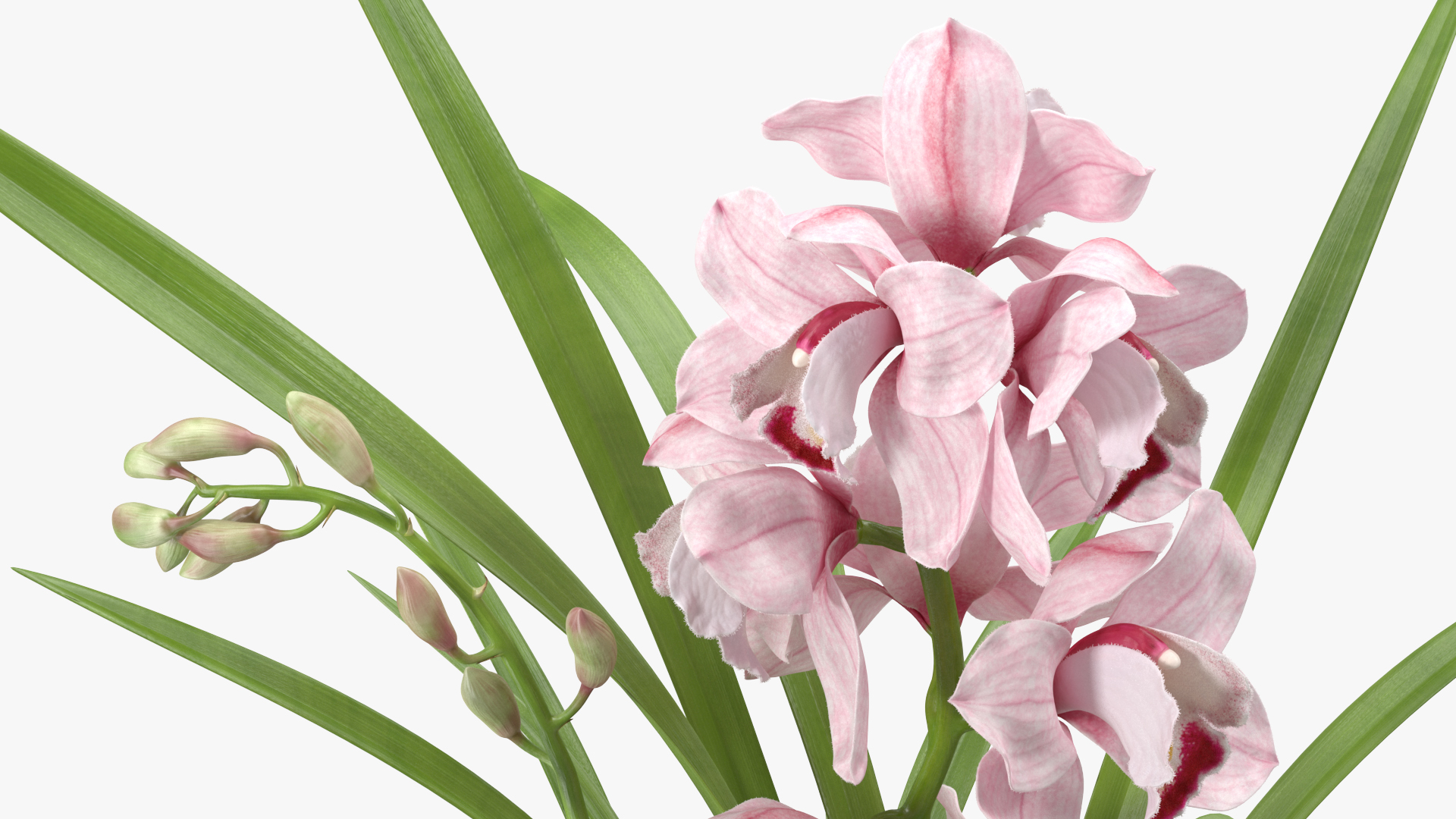 3D Orchid Pot Flower Pink Fur