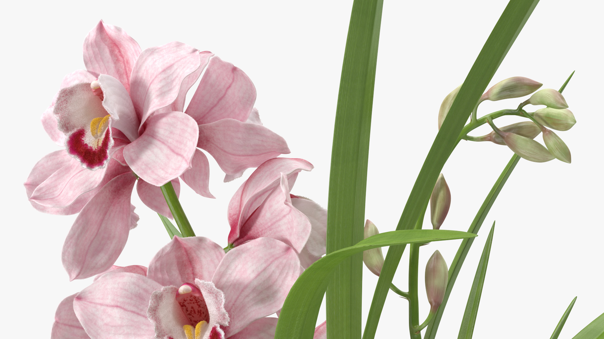 3D Orchid Pot Flower Pink Fur