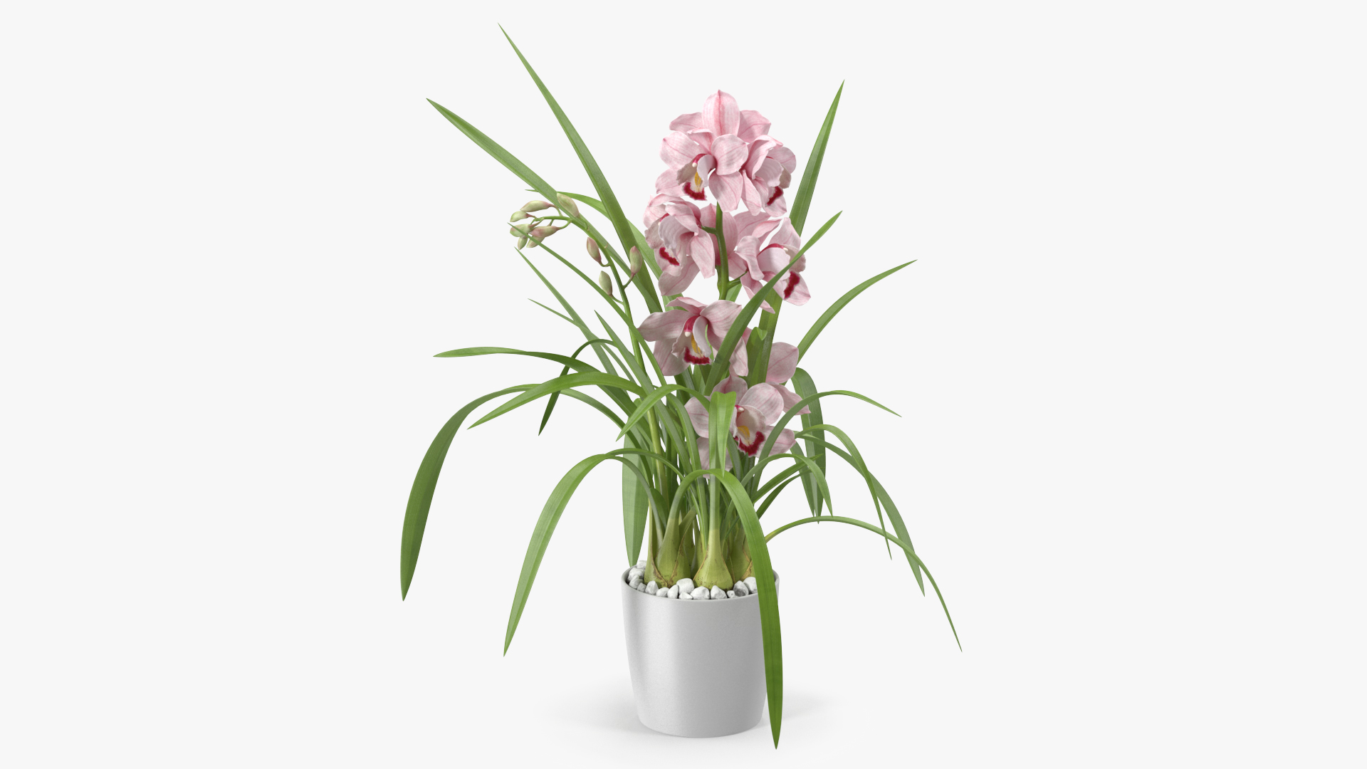 3D Orchid Pot Flower Pink Fur