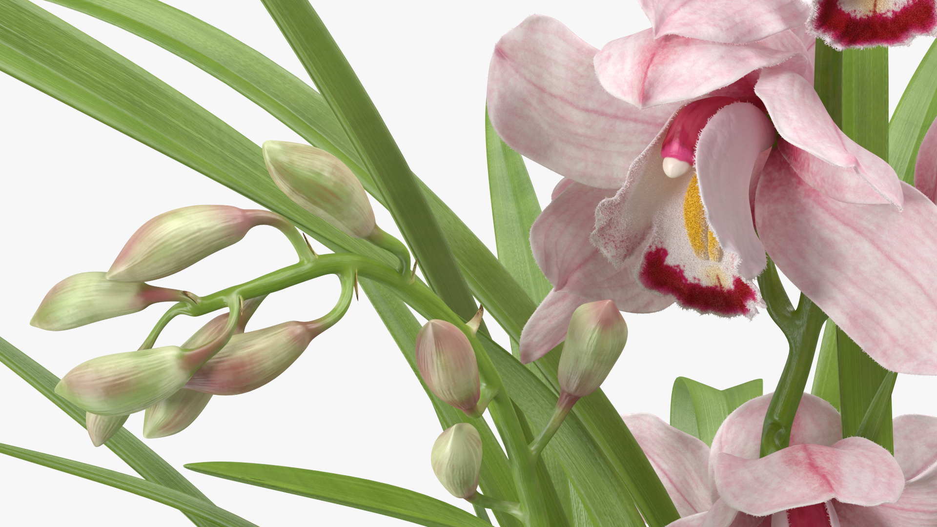 3D Orchid Pot Flower Pink Fur
