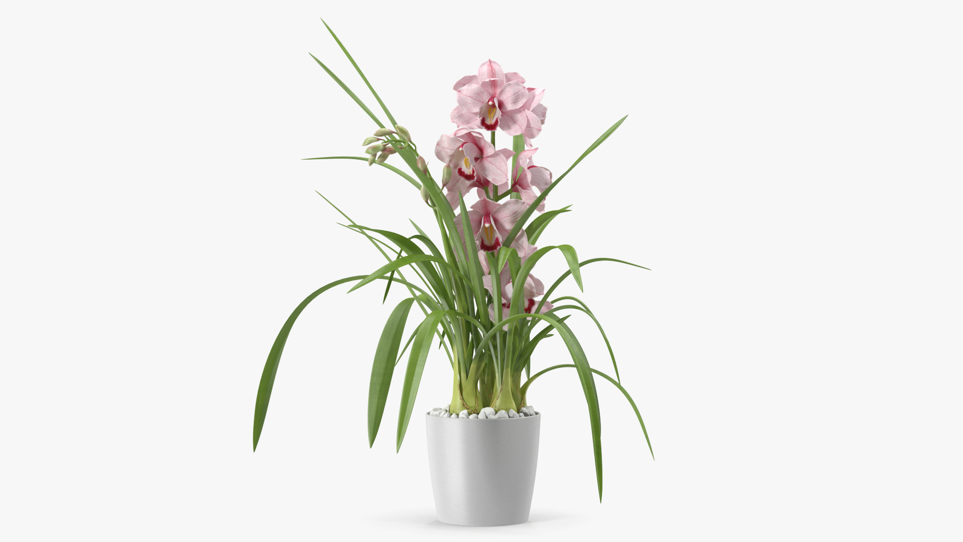 3D Orchid Pot Flower Pink Fur