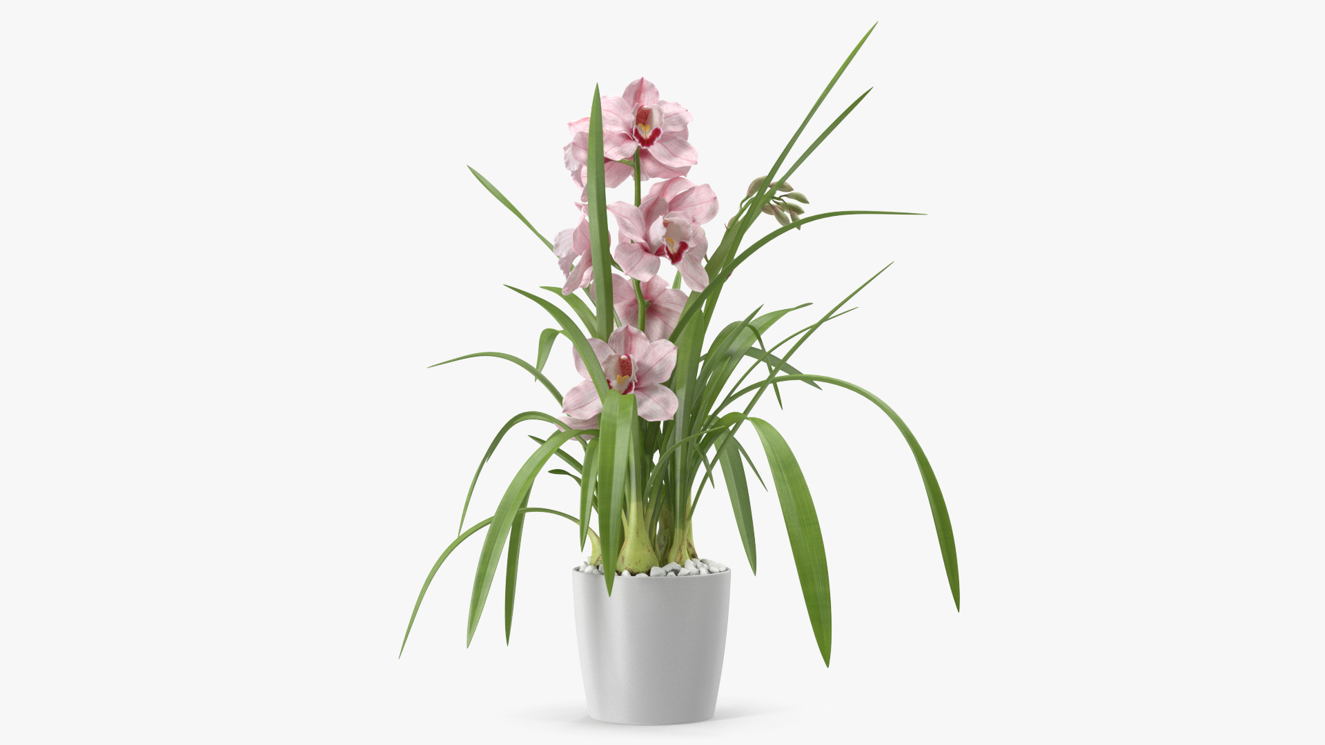 3D Orchid Pot Flower Pink Fur