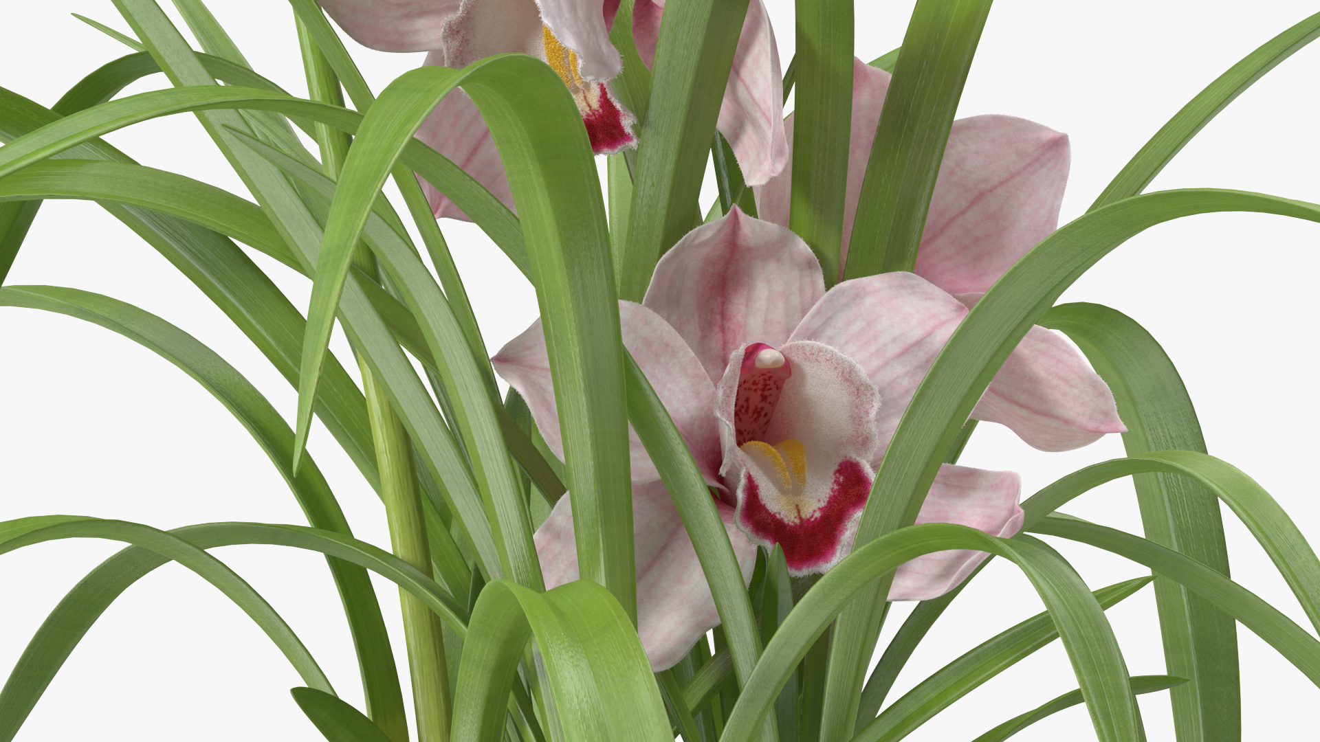 3D Orchid Pot Flower Pink Fur