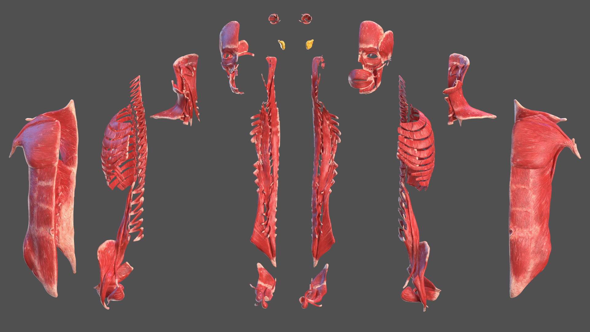 Young Male Muscle System 3D model