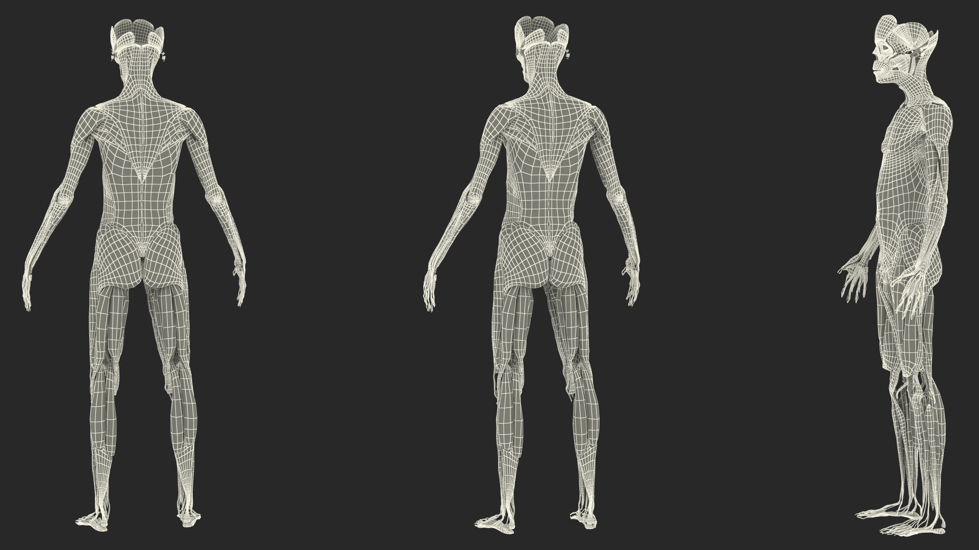 Young Male Muscle System 3D model