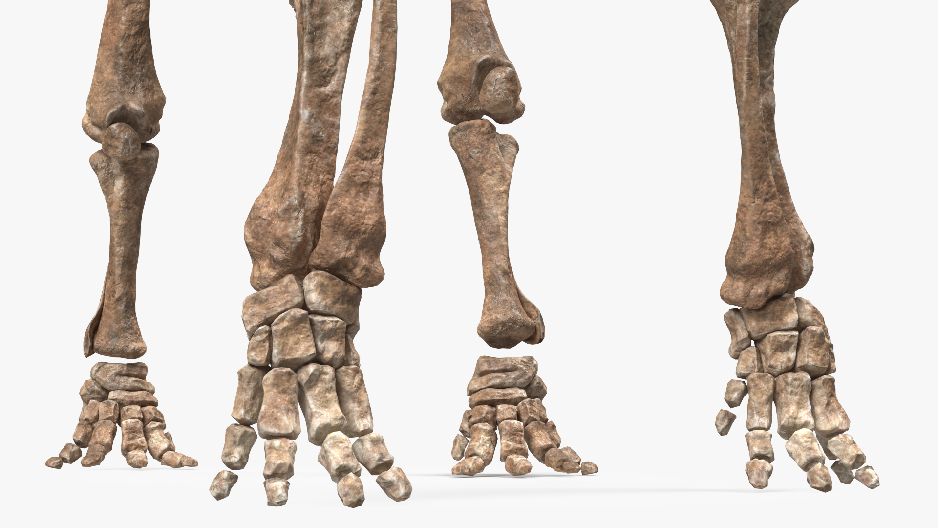 3D model Mammoth Skeleton Old Bones Standing Pose