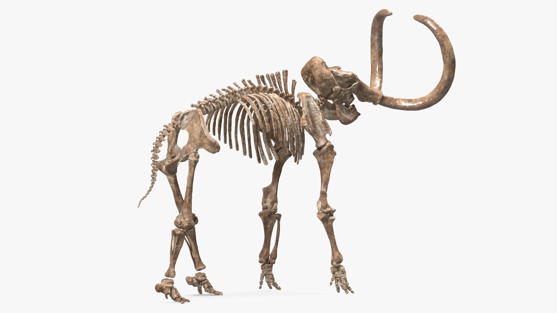 3D model Mammoth Skeleton Old Bones Standing Pose