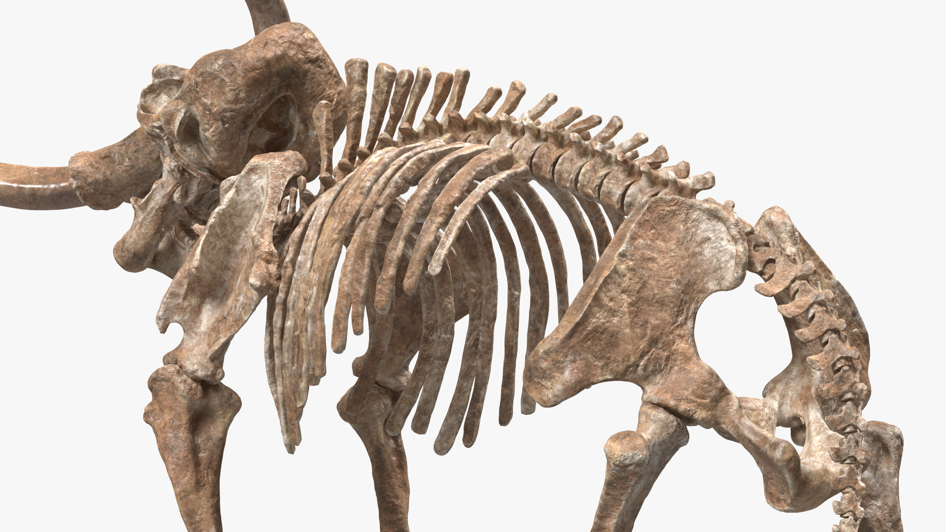 3D model Mammoth Skeleton Old Bones Standing Pose