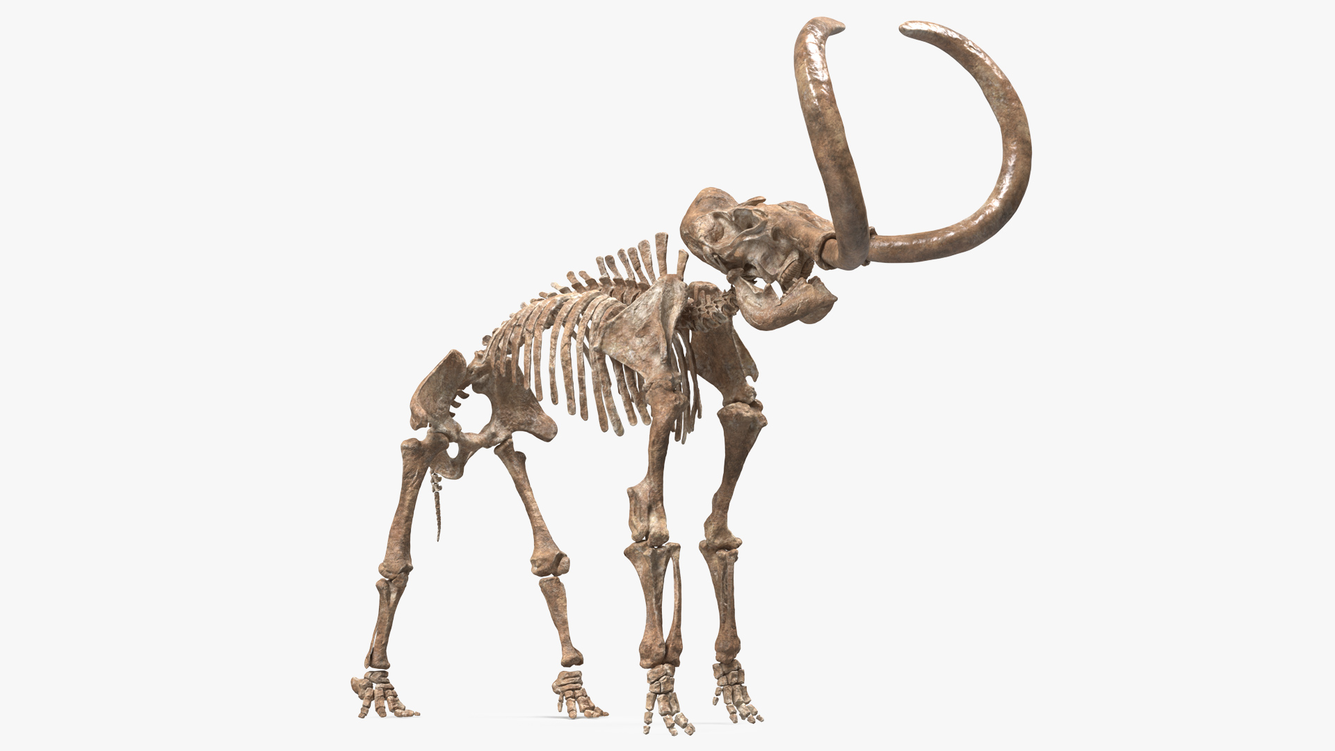 3D model Mammoth Skeleton Old Bones Standing Pose