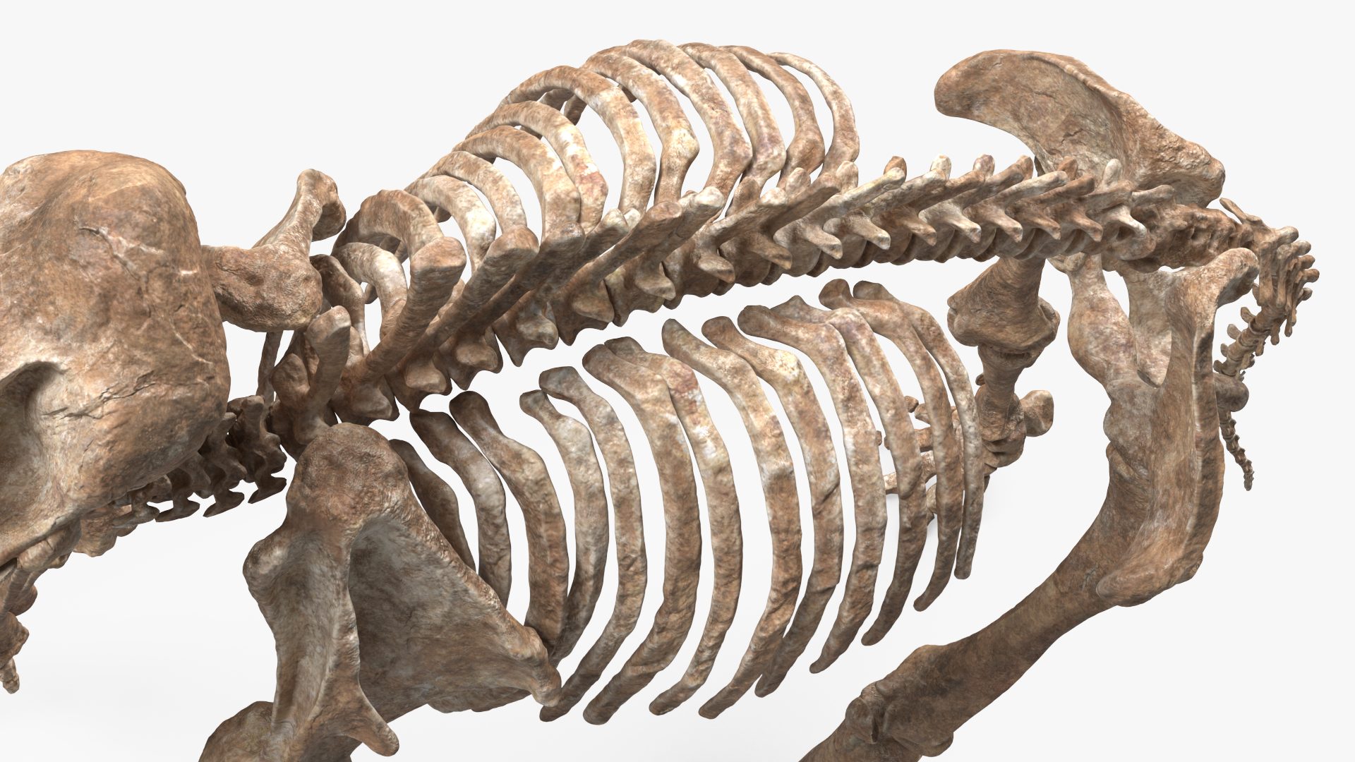 3D model Mammoth Skeleton Old Bones Standing Pose