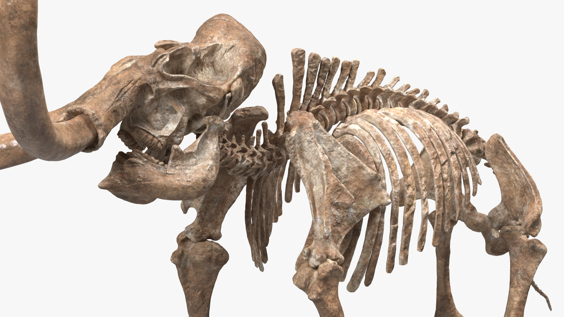 3D model Mammoth Skeleton Old Bones Standing Pose