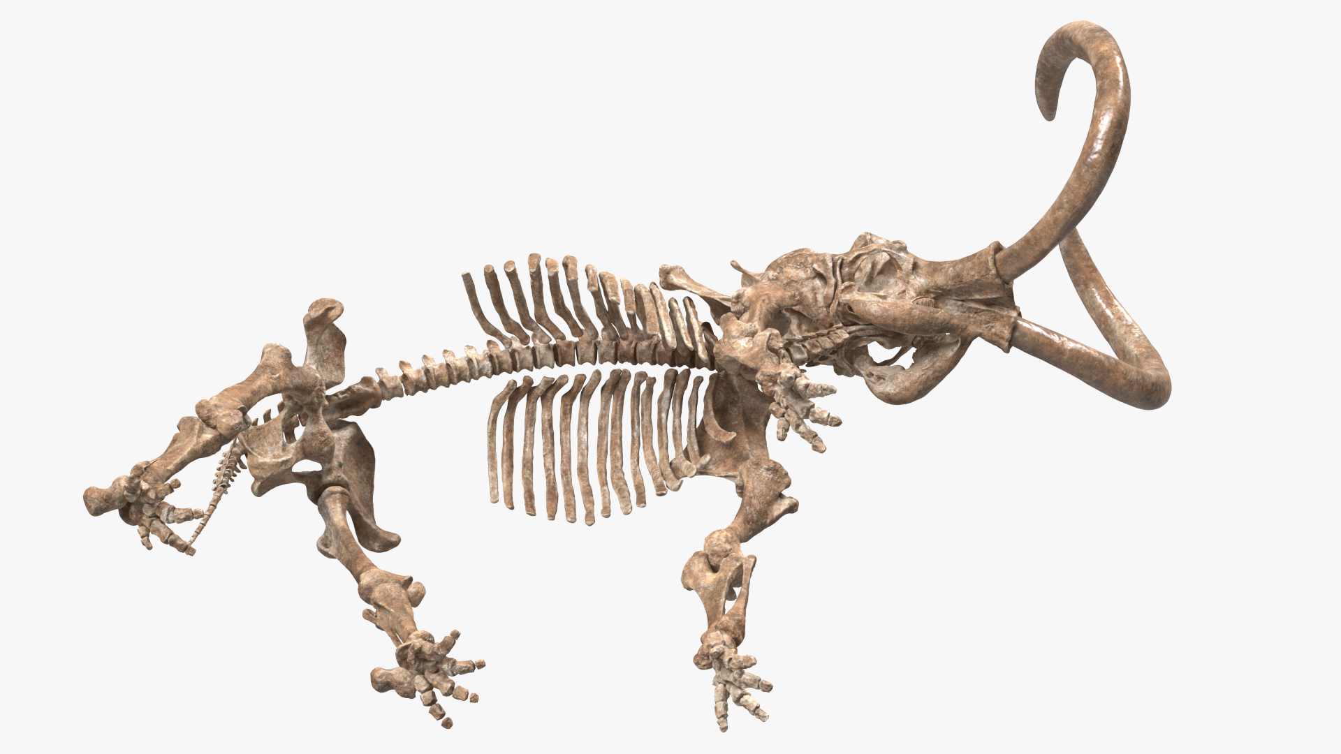 3D model Mammoth Skeleton Old Bones Standing Pose