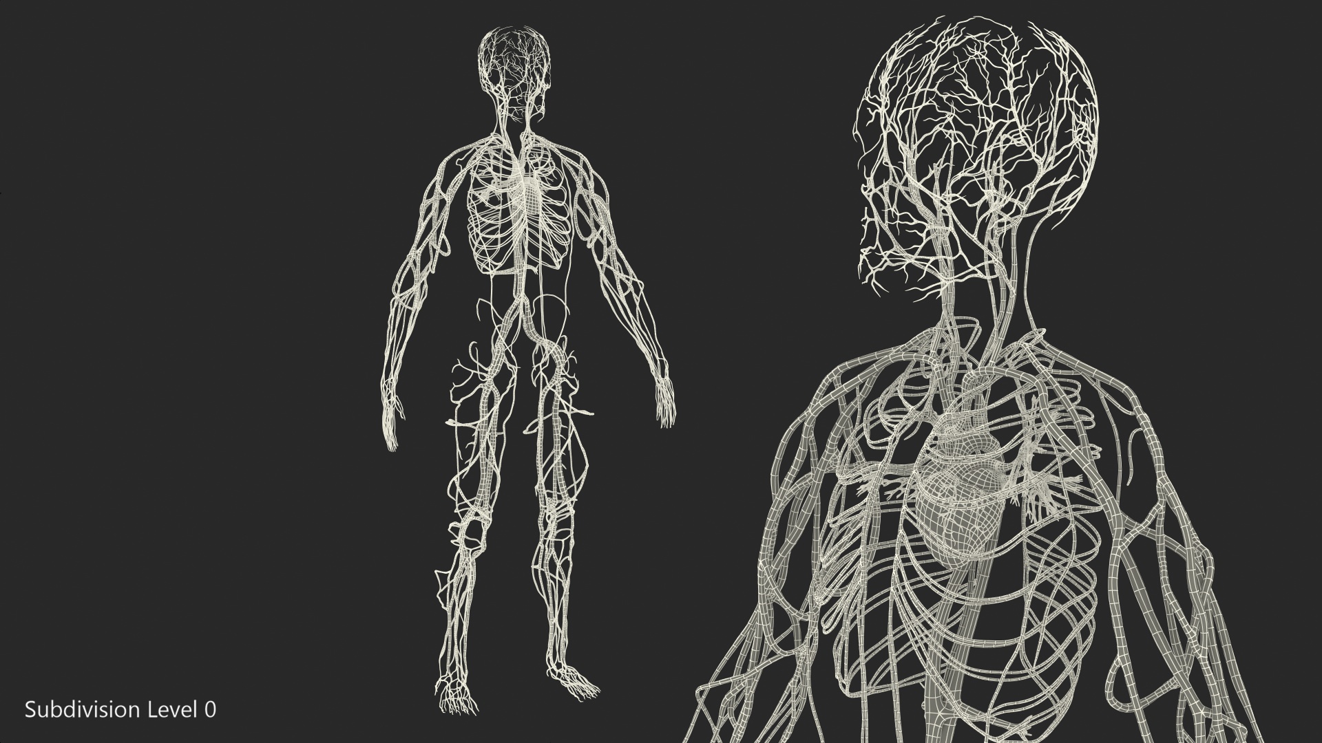 Human Cardiovascular System Full Body 3D