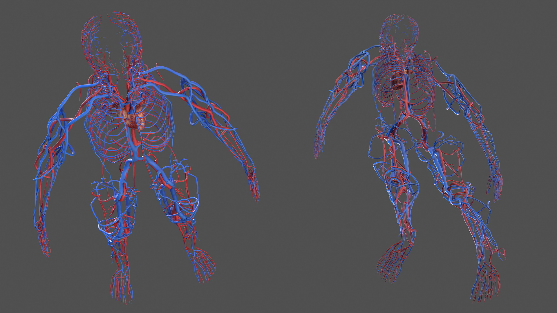 Human Cardiovascular System Full Body 3D
