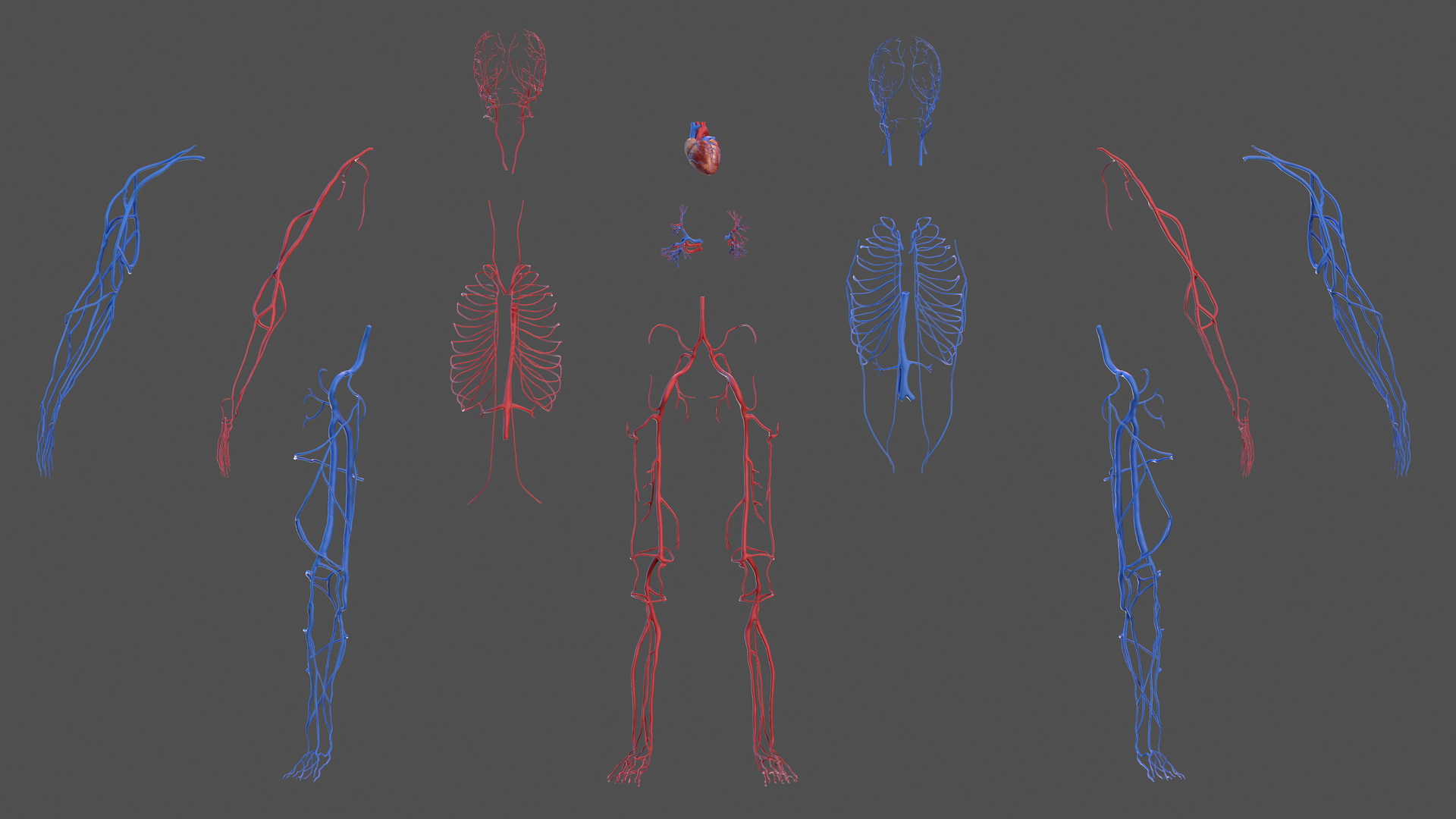 Human Cardiovascular System Full Body 3D