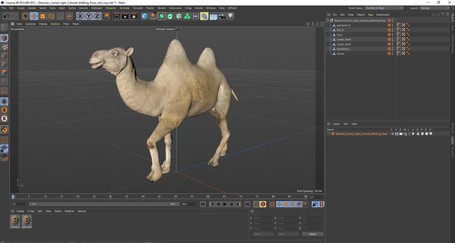 3D Bactrian Camel Light Colored Walking Pose