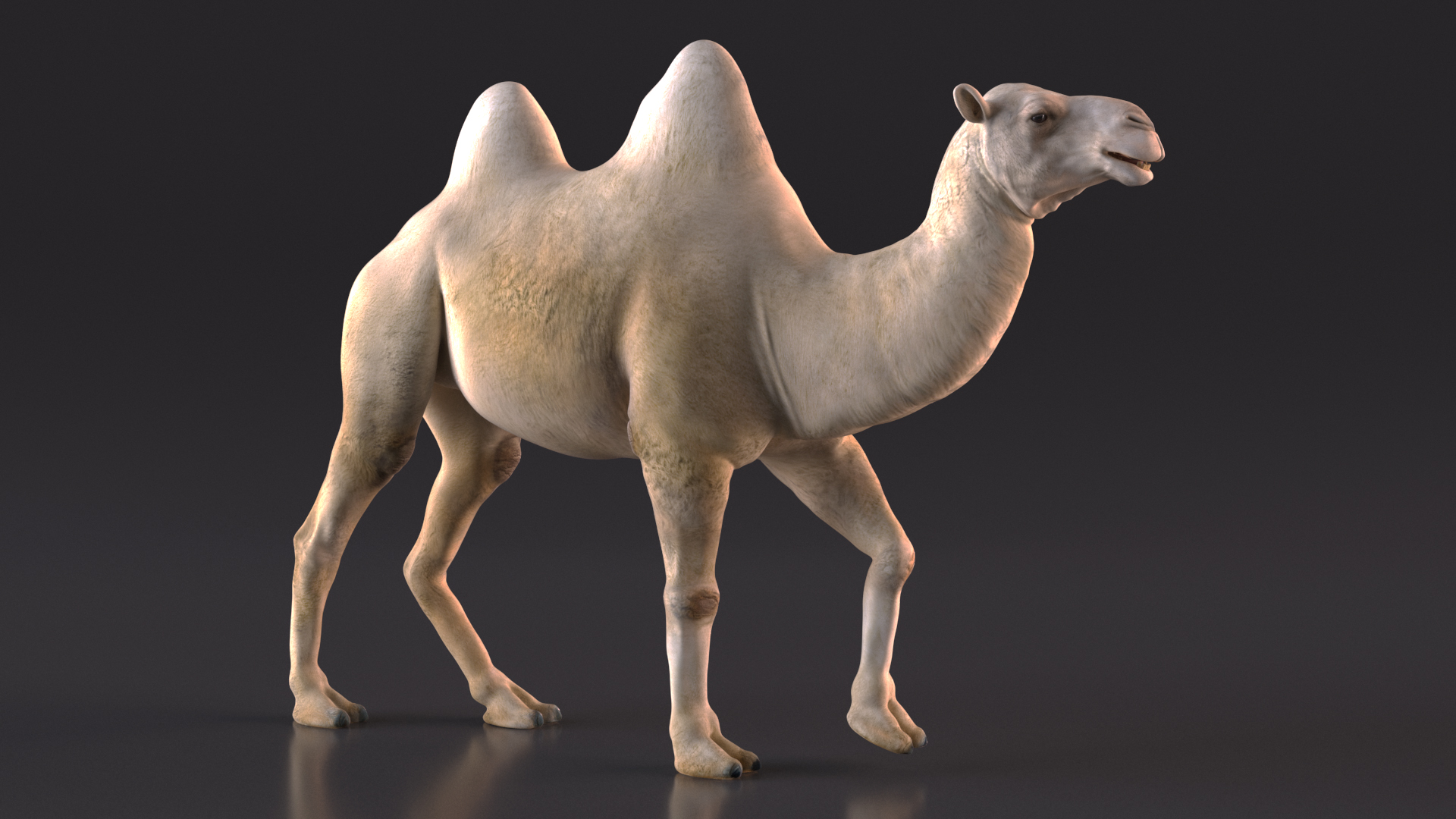 3D Bactrian Camel Light Colored Walking Pose