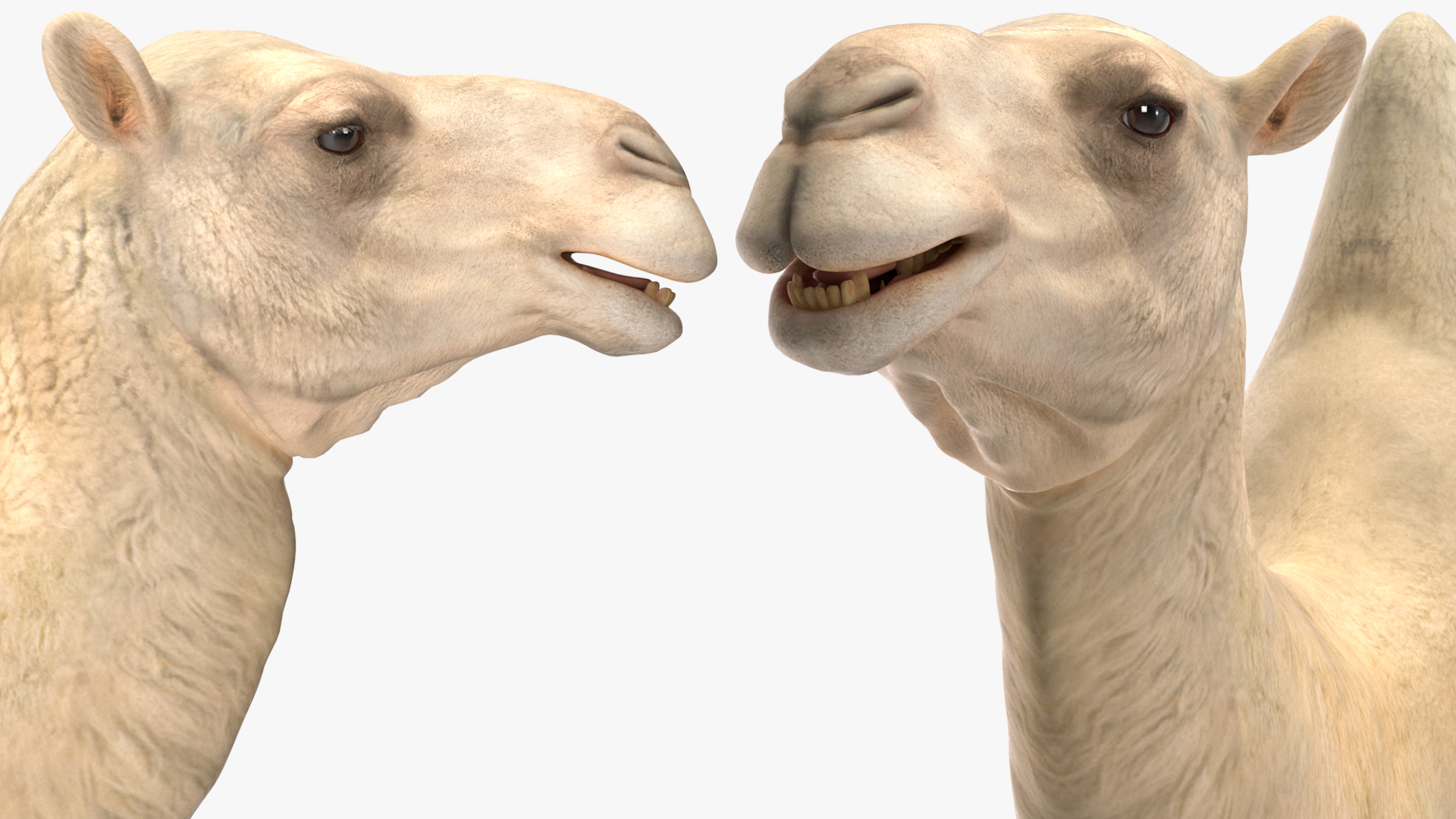 3D Bactrian Camel Light Colored Walking Pose