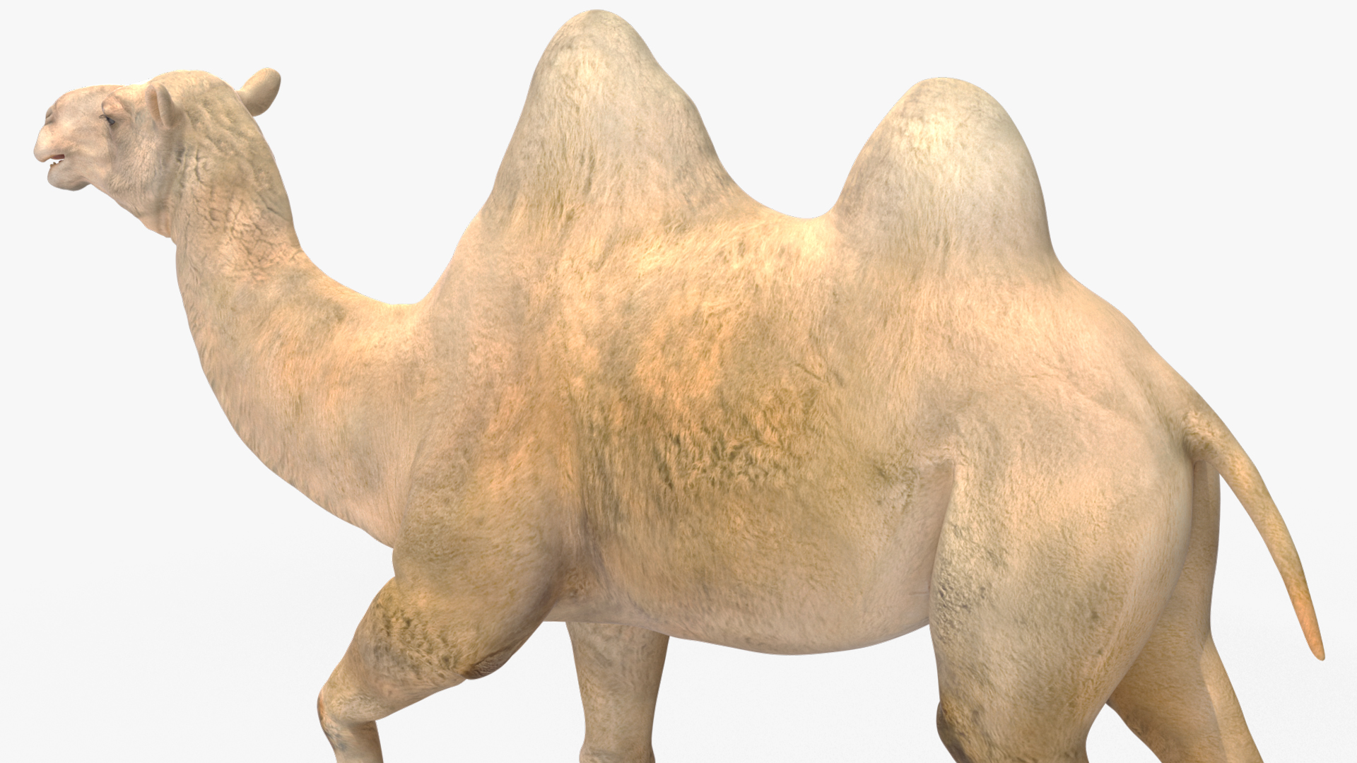 3D Bactrian Camel Light Colored Walking Pose