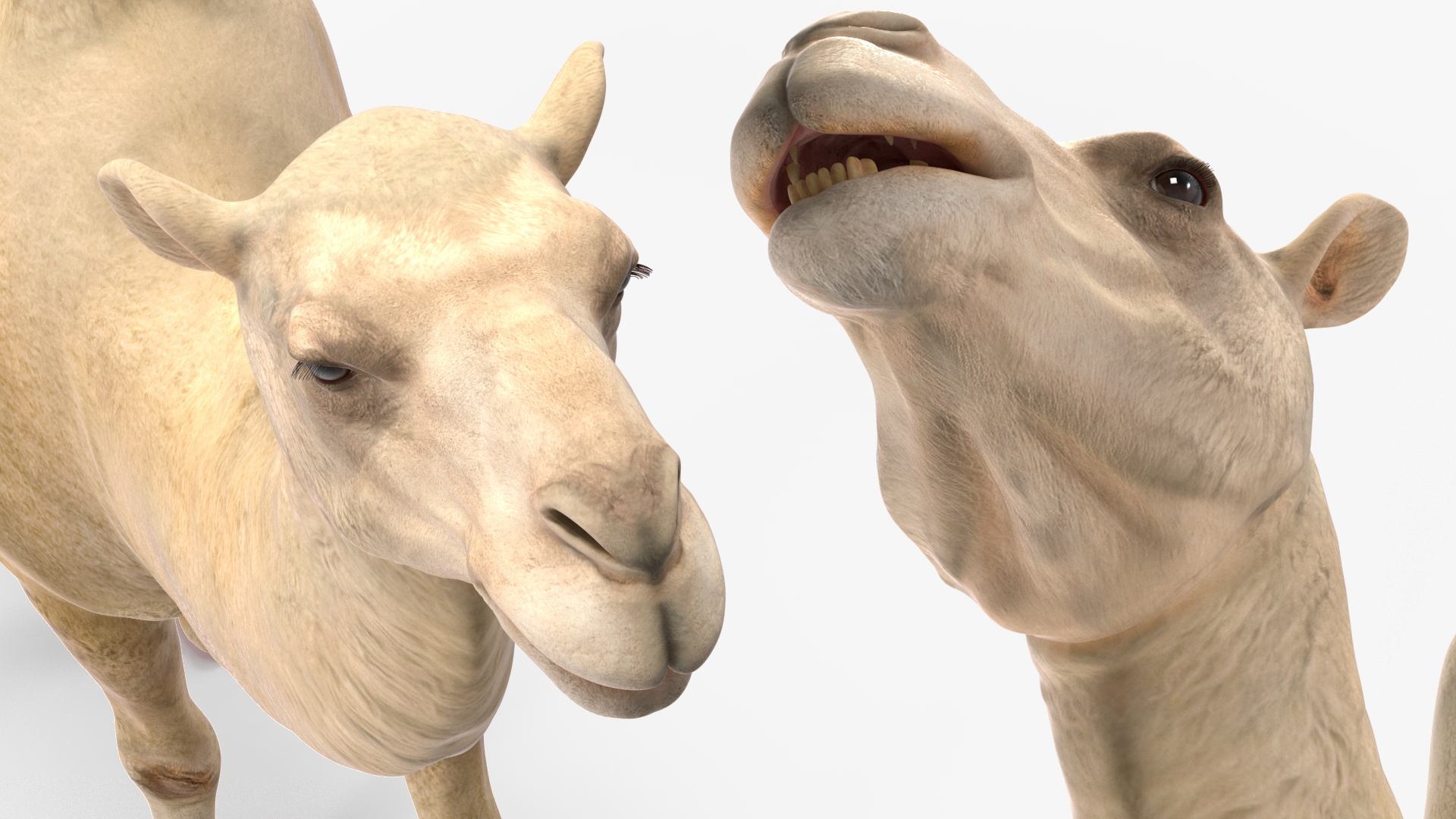 3D Bactrian Camel Light Colored Walking Pose
