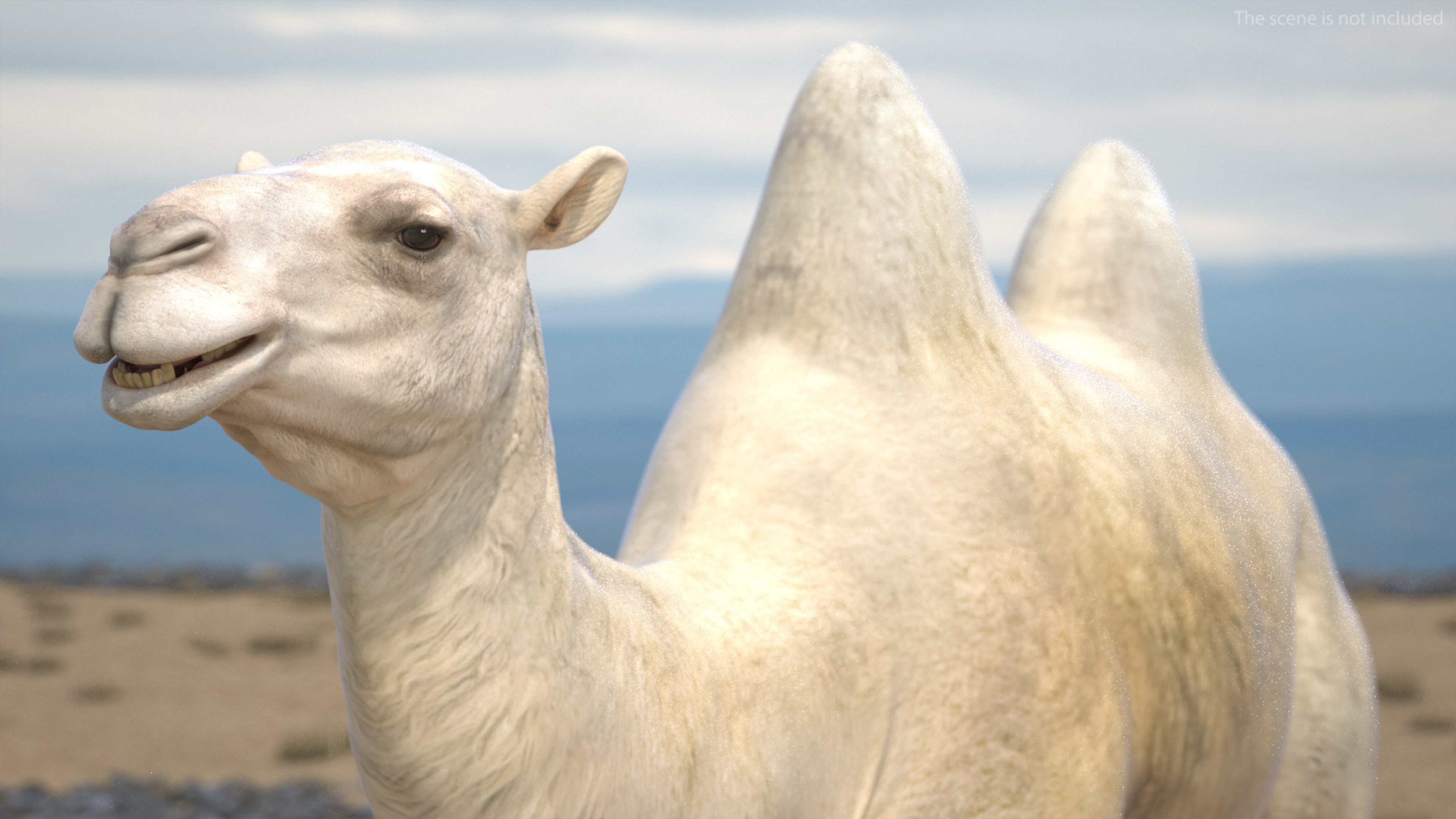 3D Bactrian Camel Light Colored Walking Pose