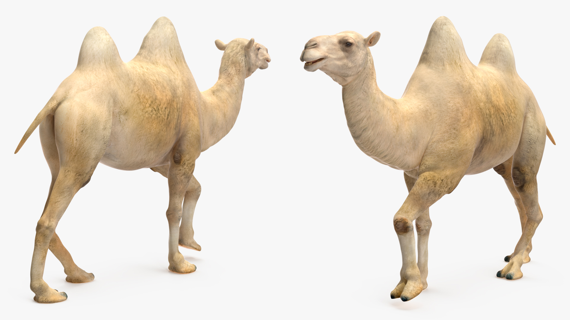 3D Bactrian Camel Light Colored Walking Pose