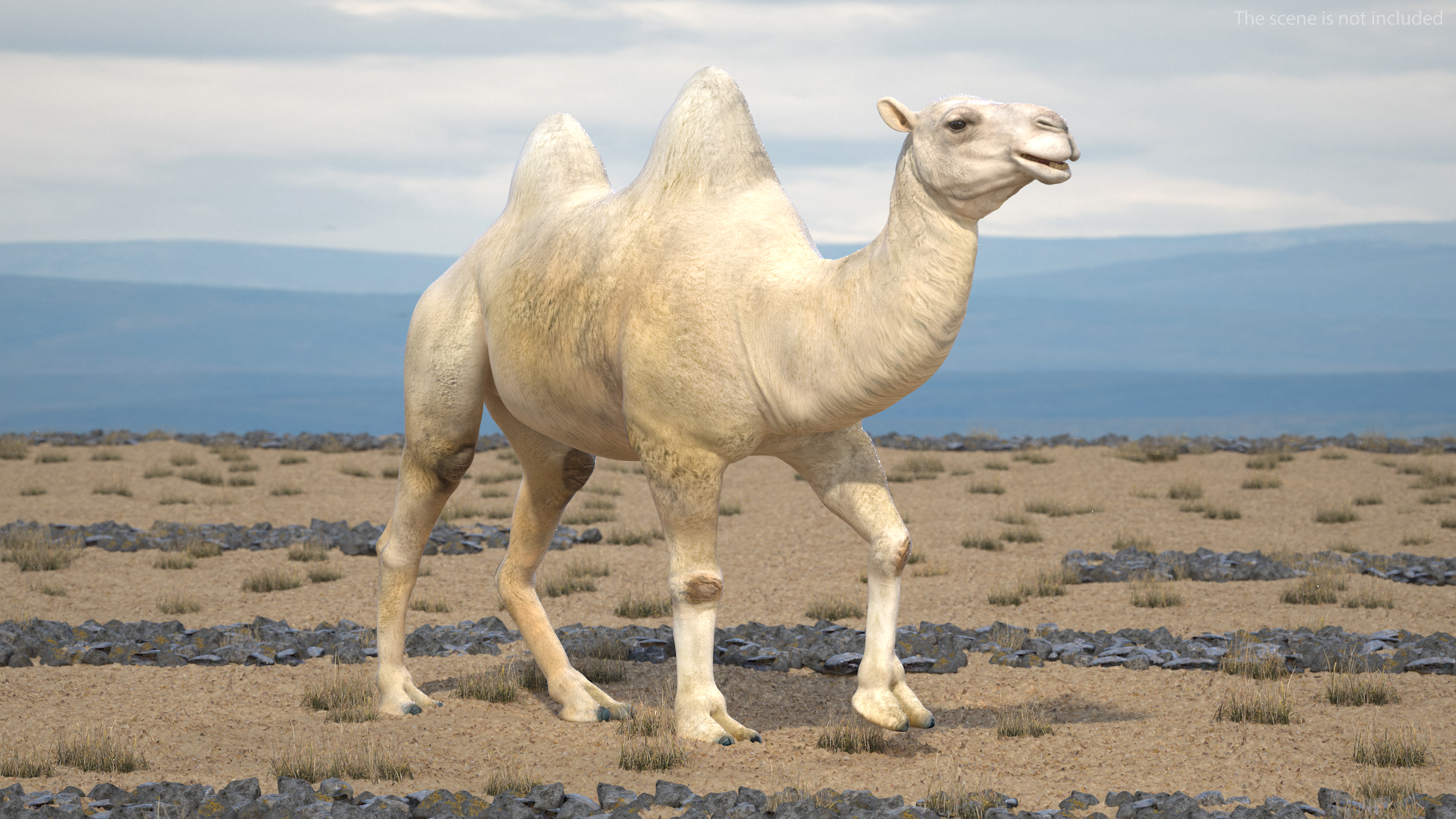 3D Bactrian Camel Light Colored Walking Pose