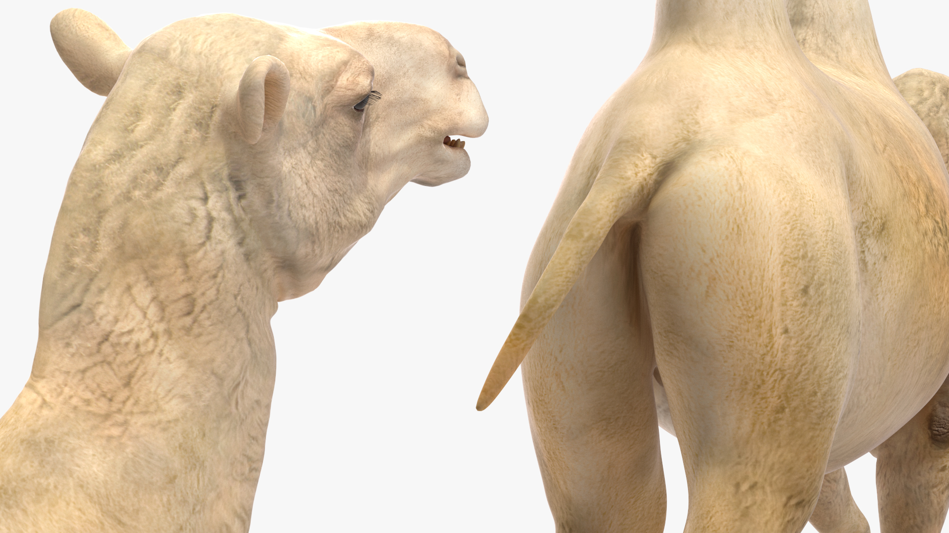 3D Bactrian Camel Light Colored Walking Pose