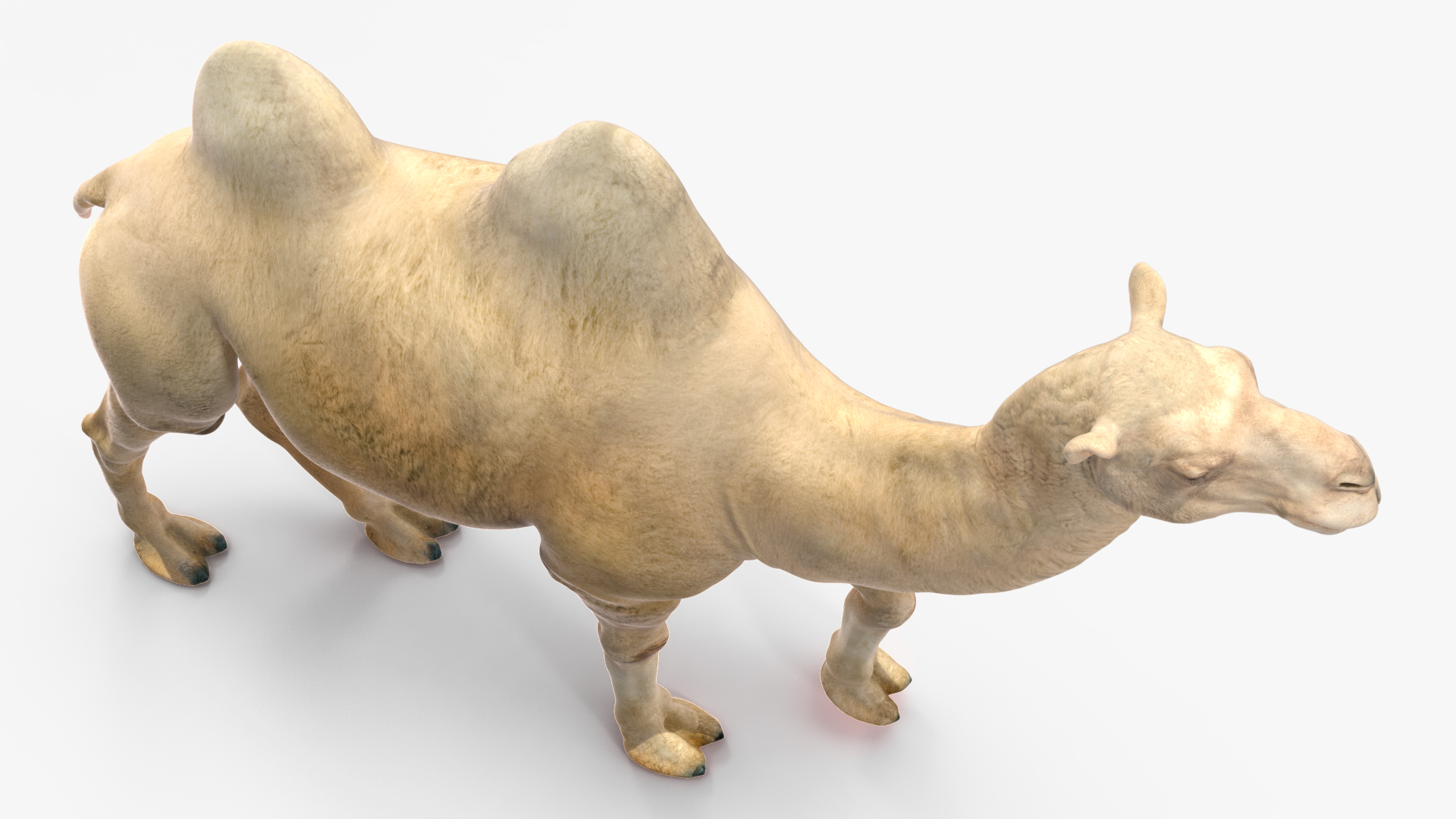 3D Bactrian Camel Light Colored Walking Pose
