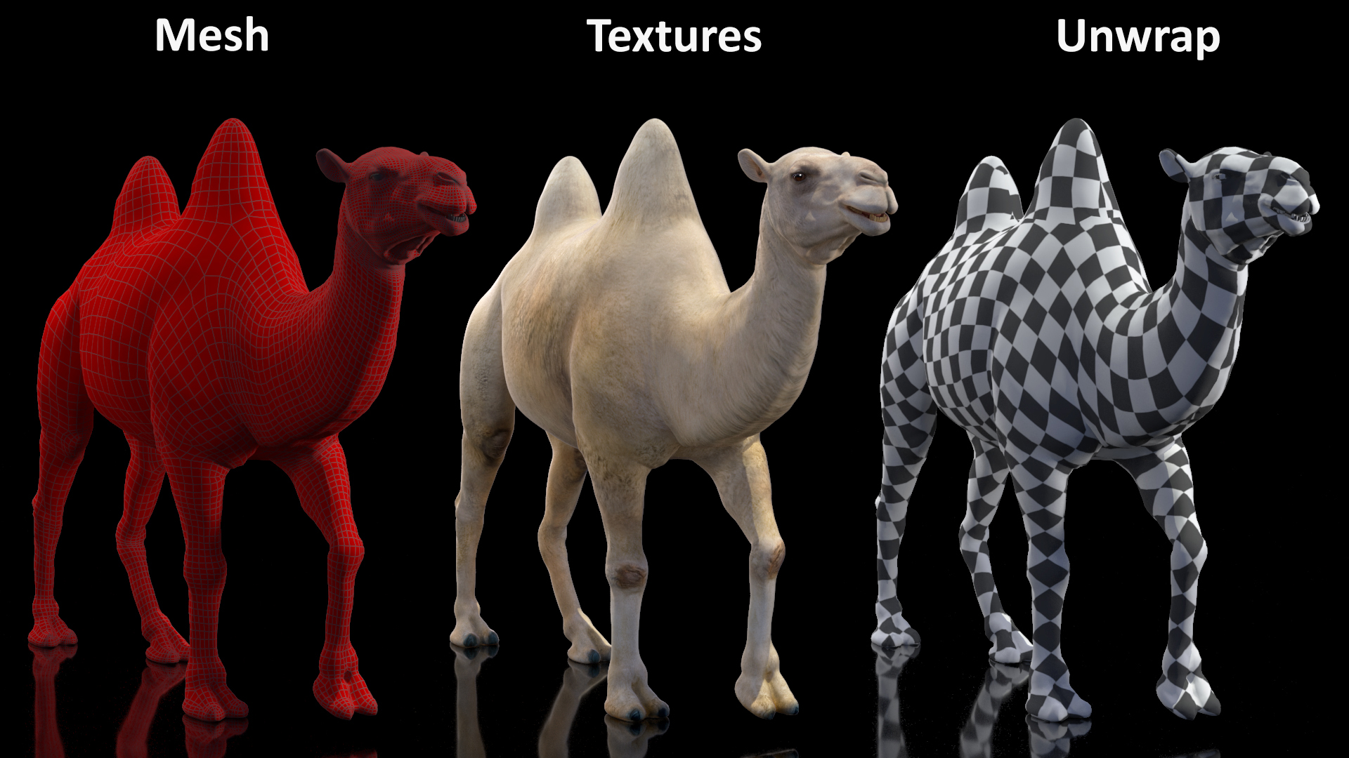 3D Bactrian Camel Light Colored Walking Pose