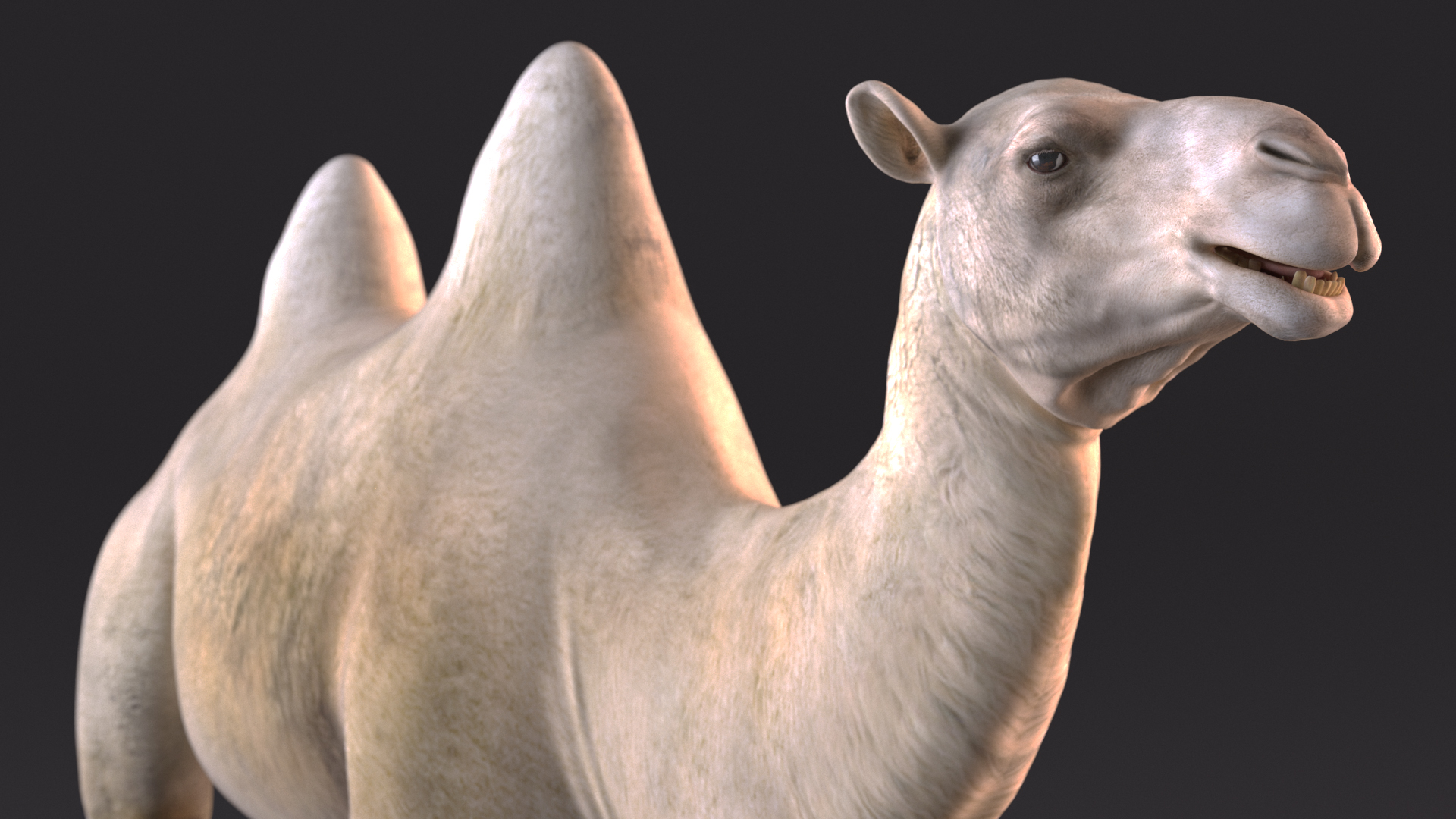 3D Bactrian Camel Light Colored Walking Pose