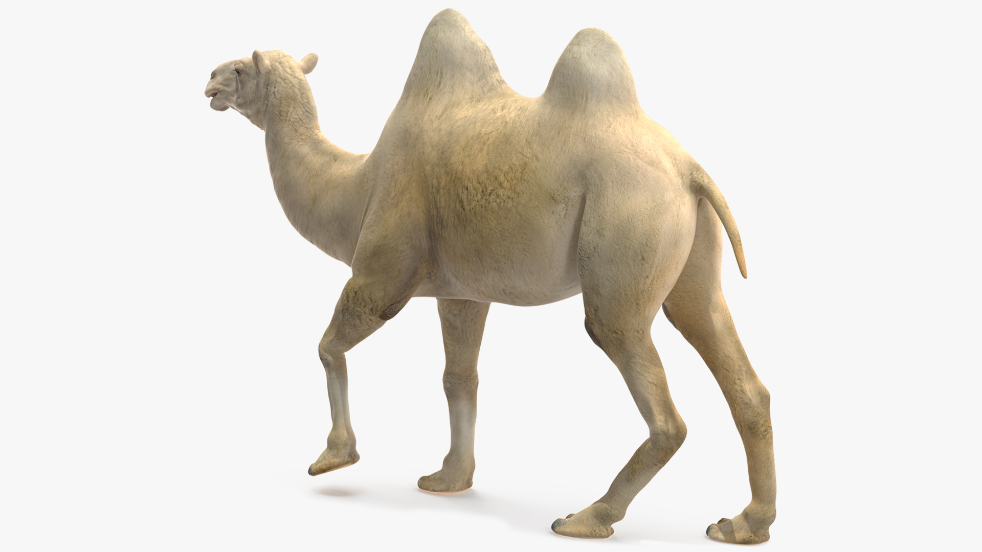 3D Bactrian Camel Light Colored Walking Pose