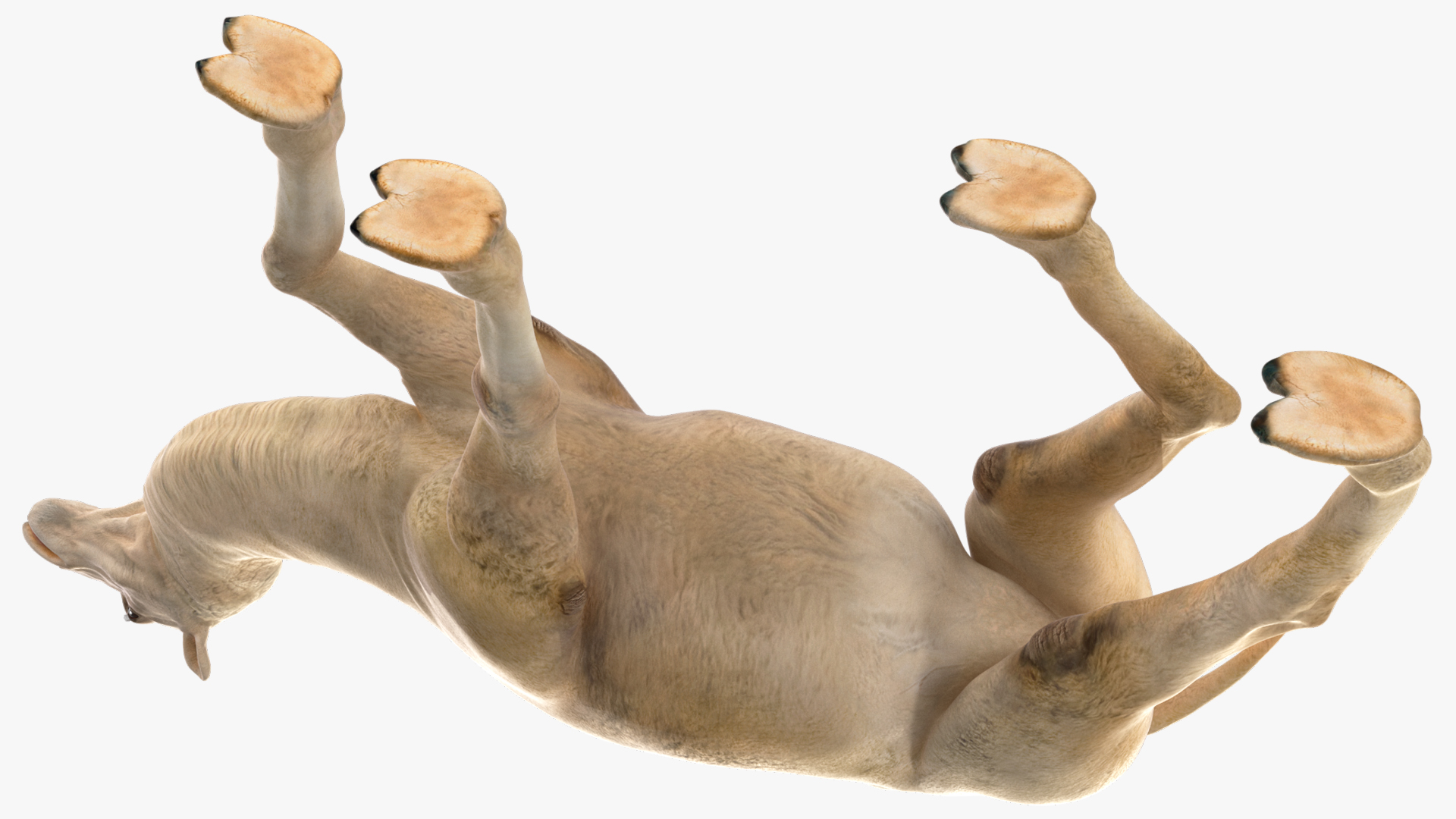 3D Bactrian Camel Light Colored Walking Pose