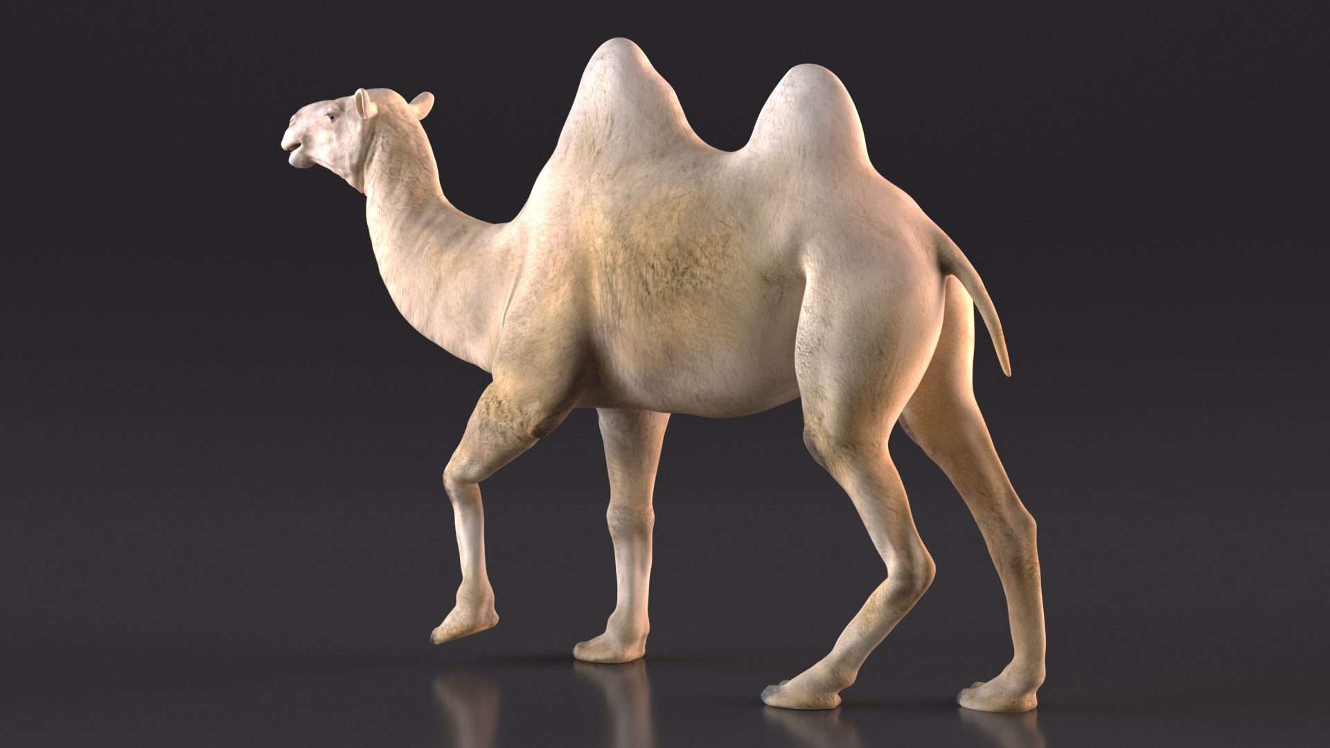 3D Bactrian Camel Light Colored Walking Pose