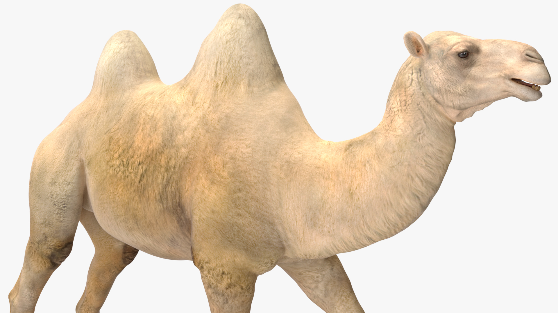 3D Bactrian Camel Light Colored Walking Pose