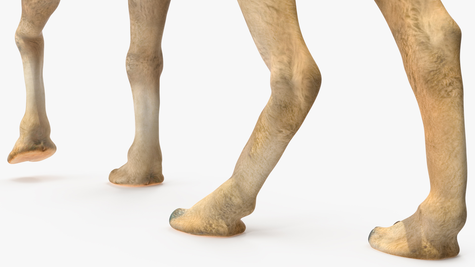 3D Bactrian Camel Light Colored Walking Pose