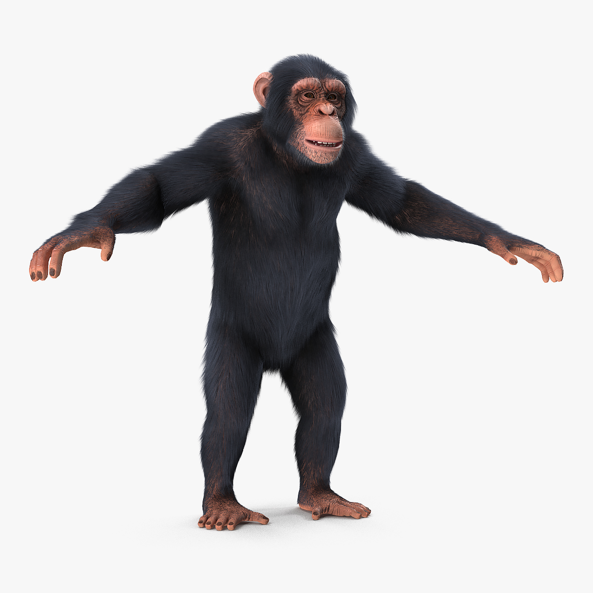 Chimpanzee Light Fur, view 9