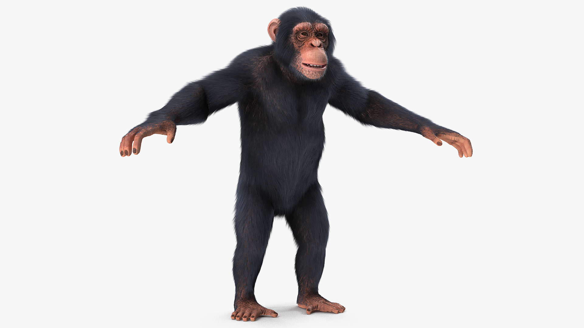 Chimpanzee T-Pose Light Fur 3D