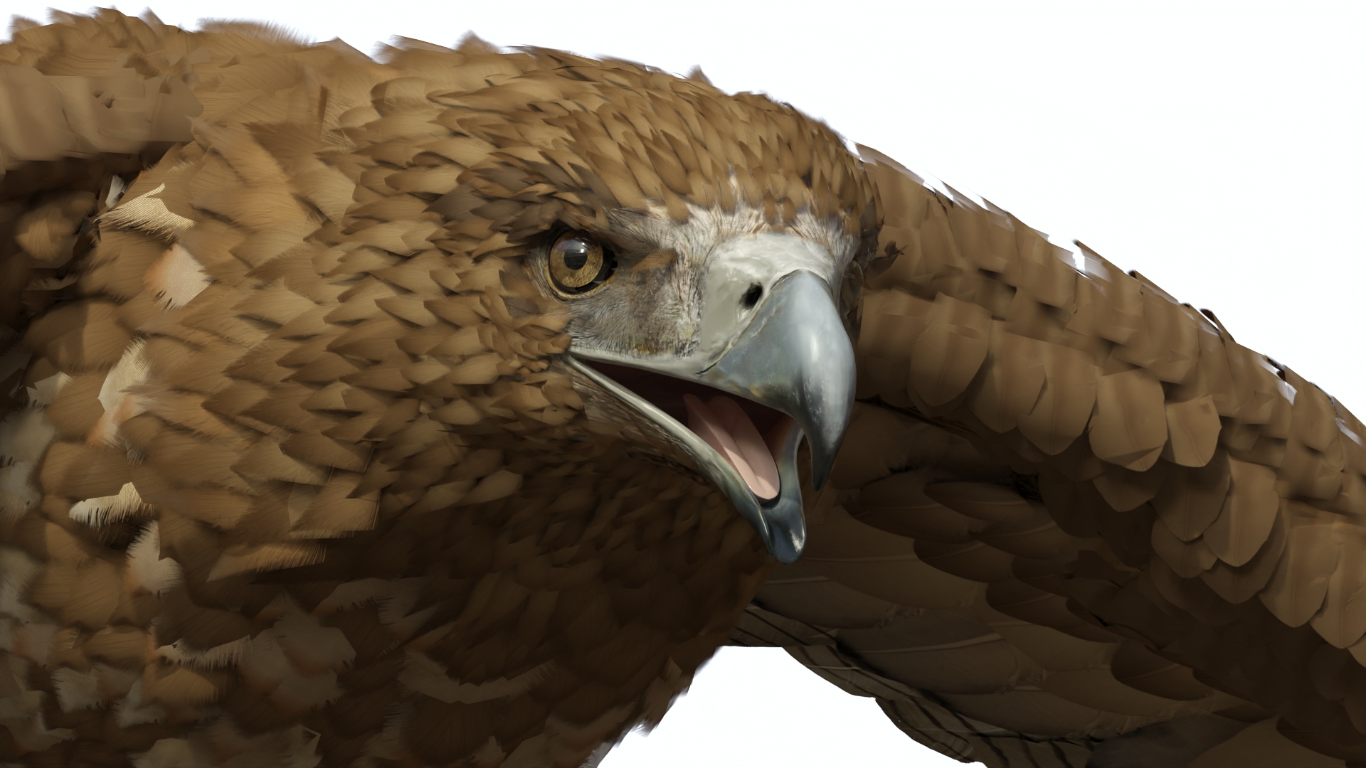 Aquila Gurneyi Eagle Flying 3D