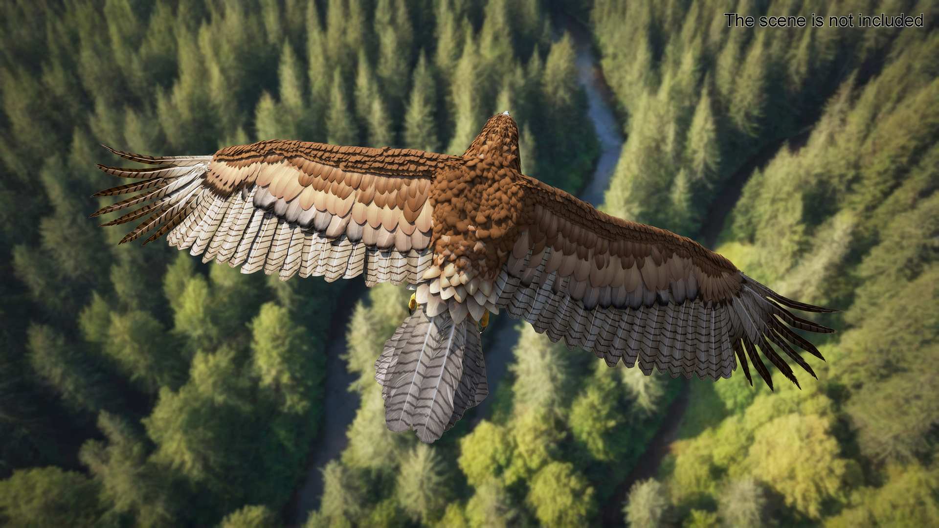 Aquila Gurneyi Eagle Flying 3D